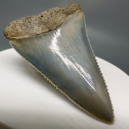 Colorful, sharply serrated 1.99" Fossil Great White Tooth from Sarasota, Florida GW1227 - Front Left 1