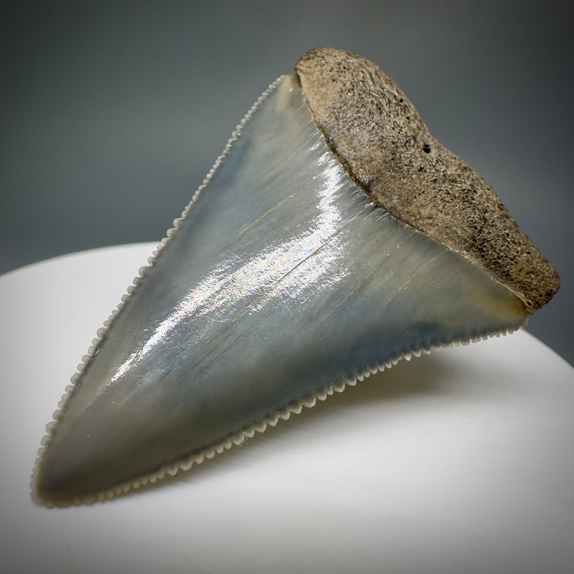 Colorful, sharply serrated 1.99" Fossil Great White Tooth from Sarasota, Florida GW1227 - Front Right 1