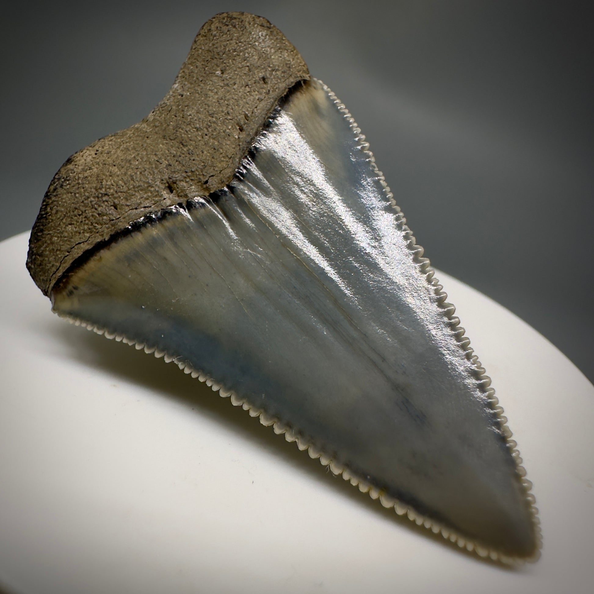 Colorful, sharply serrated 1.99" Fossil Great White Tooth from Sarasota, Florida GW1227 - Back Left