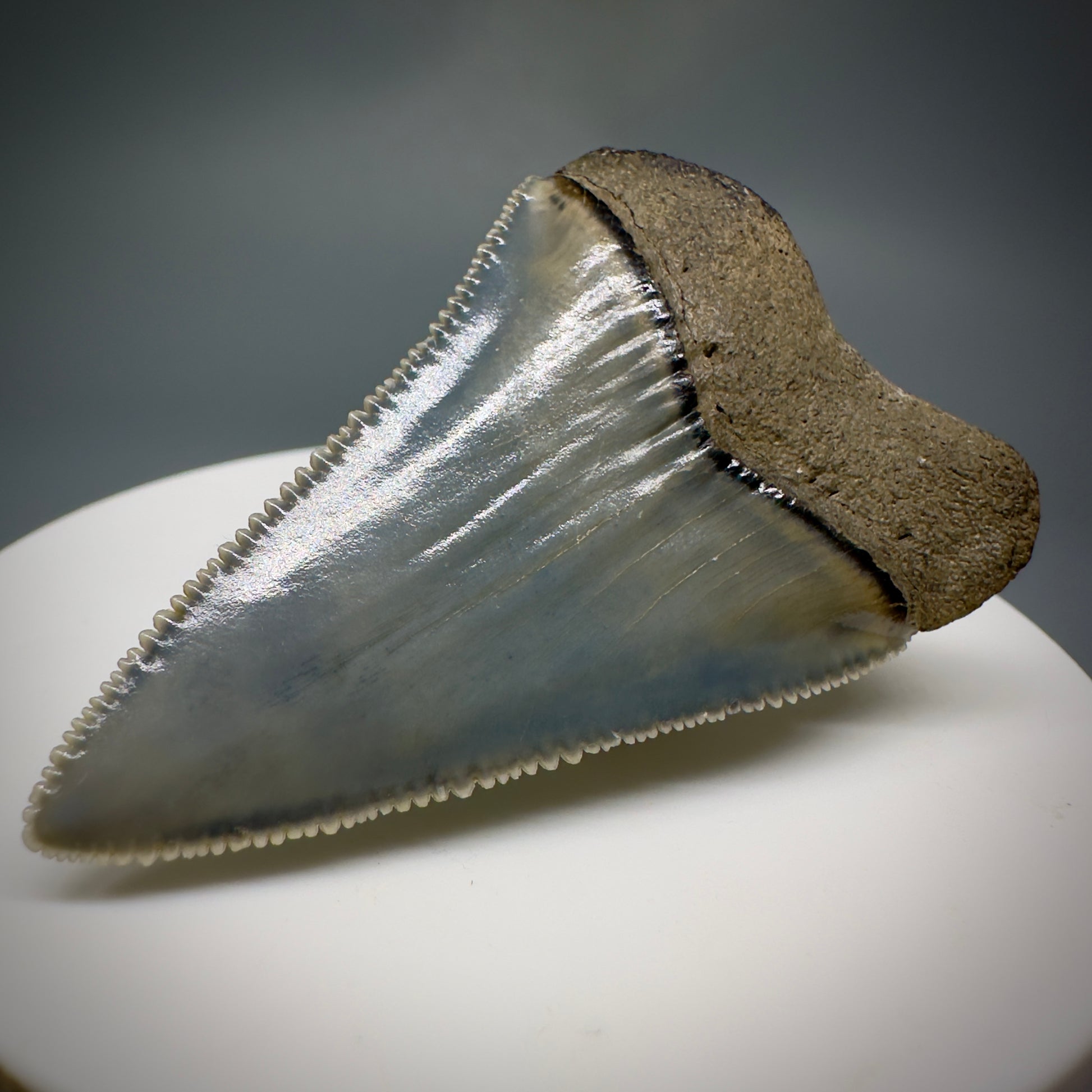 Colorful, sharply serrated 1.99" Fossil Great White Tooth from Sarasota, Florida GW1227 - Back Right