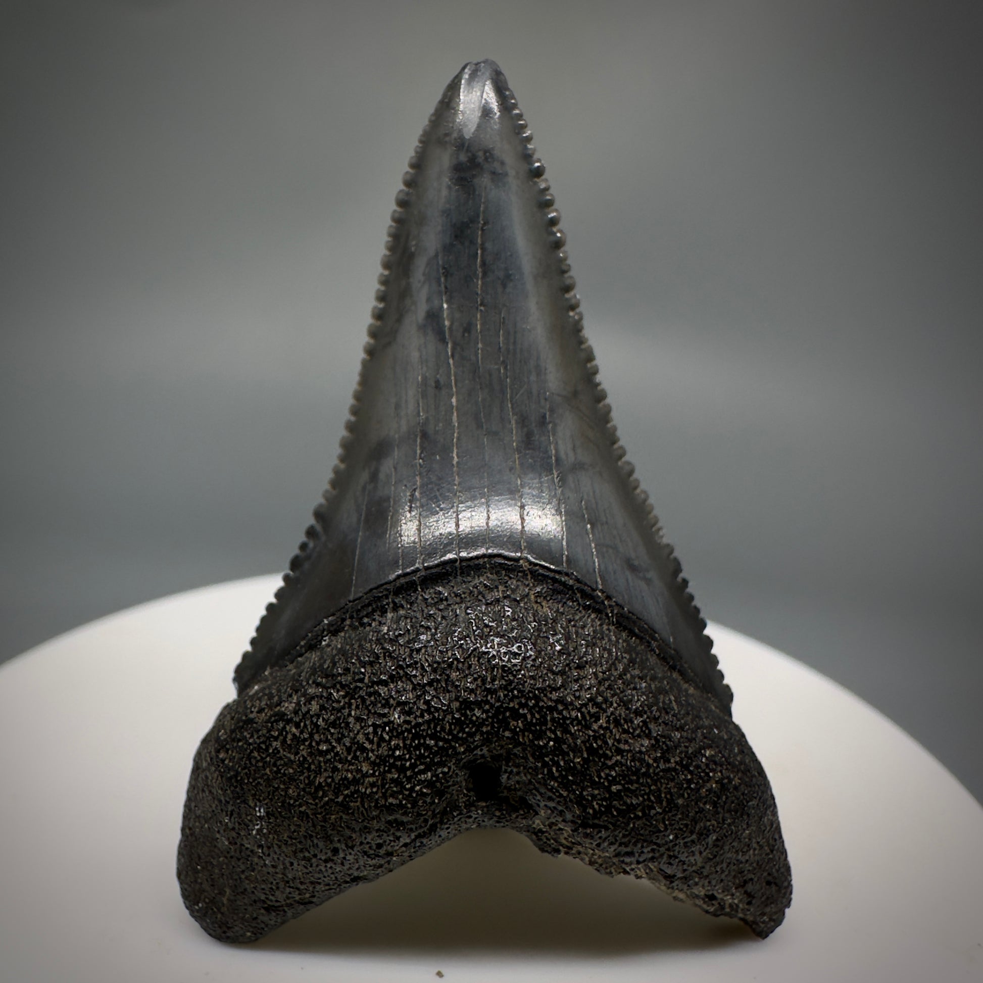 Black, serrated lower 1.86" Fossil Great White Tooth - South Carolina River GW1222 - Front