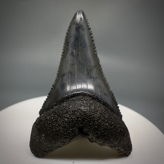 Black, serrated lower 1.86" Fossil Great White Tooth - South Carolina River GW1222 - Front