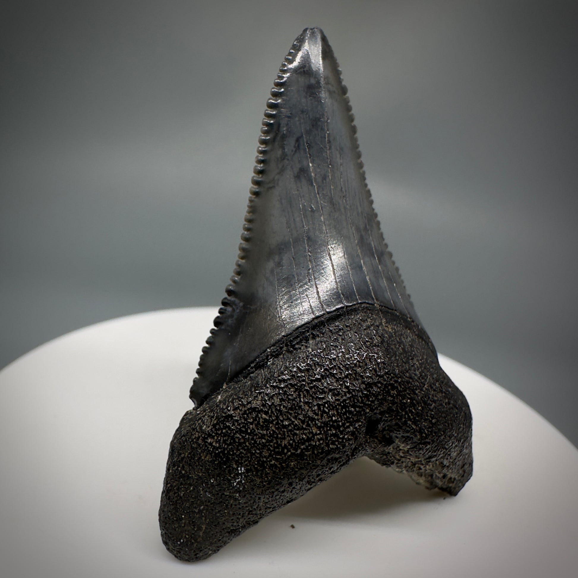 Black, serrated lower 1.86" Fossil Great White Tooth - South Carolina River GW1222 - Front Left