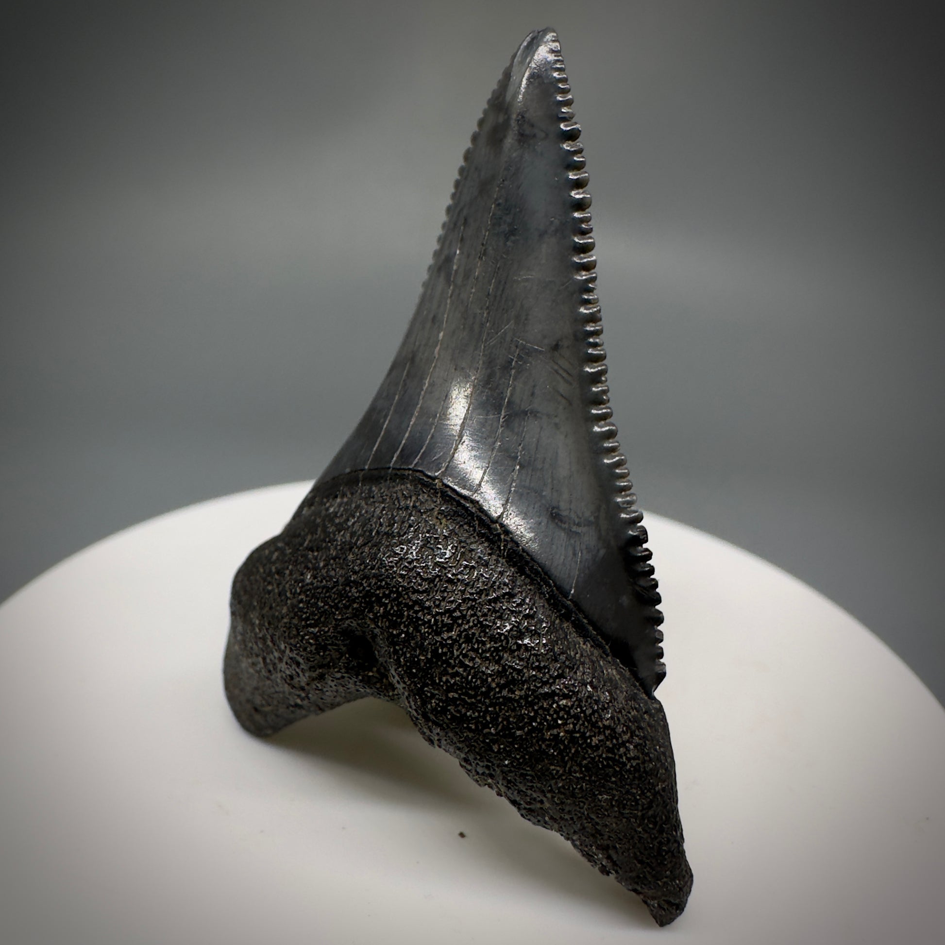 Black, serrated lower 1.86" Fossil Great White Tooth - South Carolina River GW1222 - Front Right