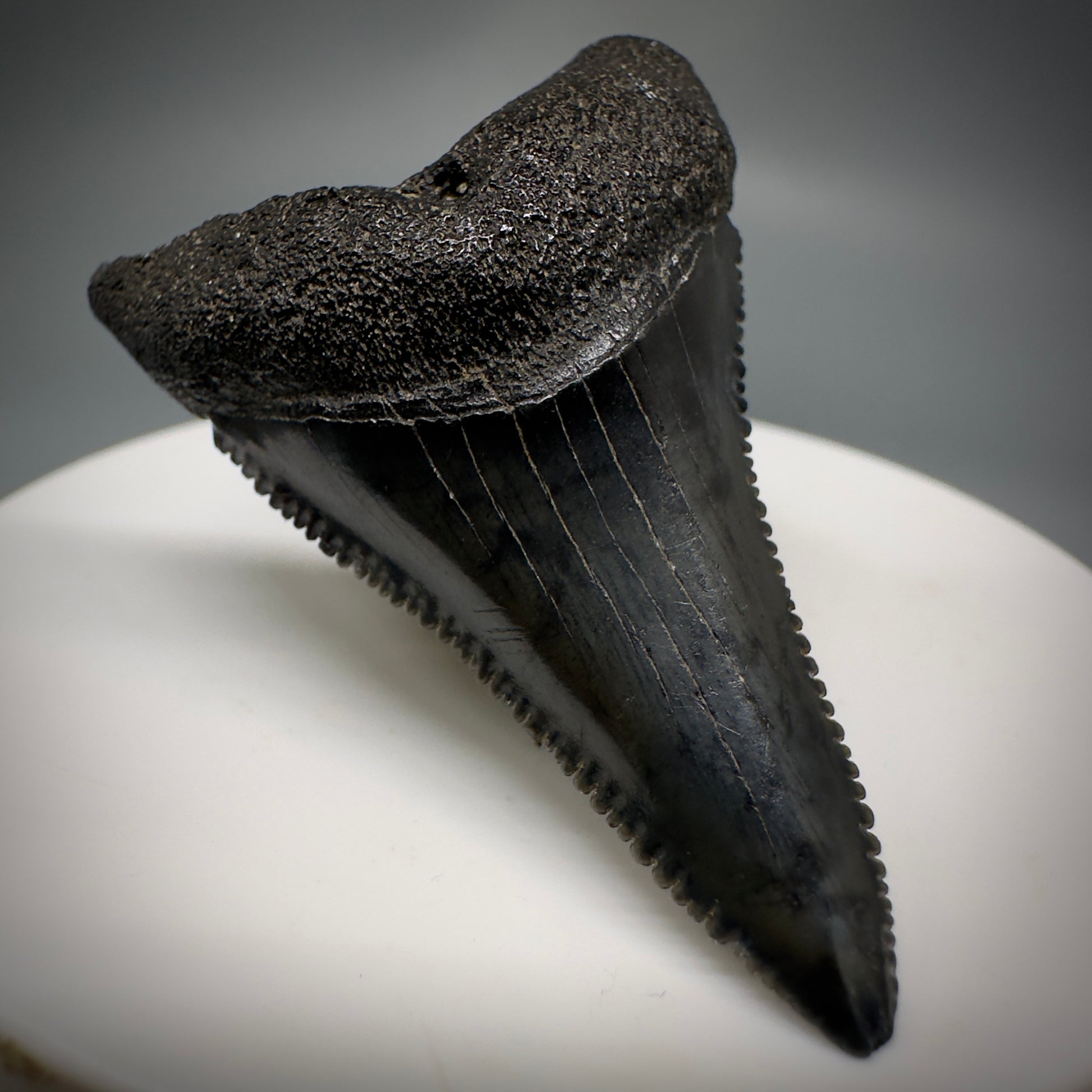 Black, serrated lower 1.86" Fossil Great White Tooth - South Carolina River GW1222 - Front Left