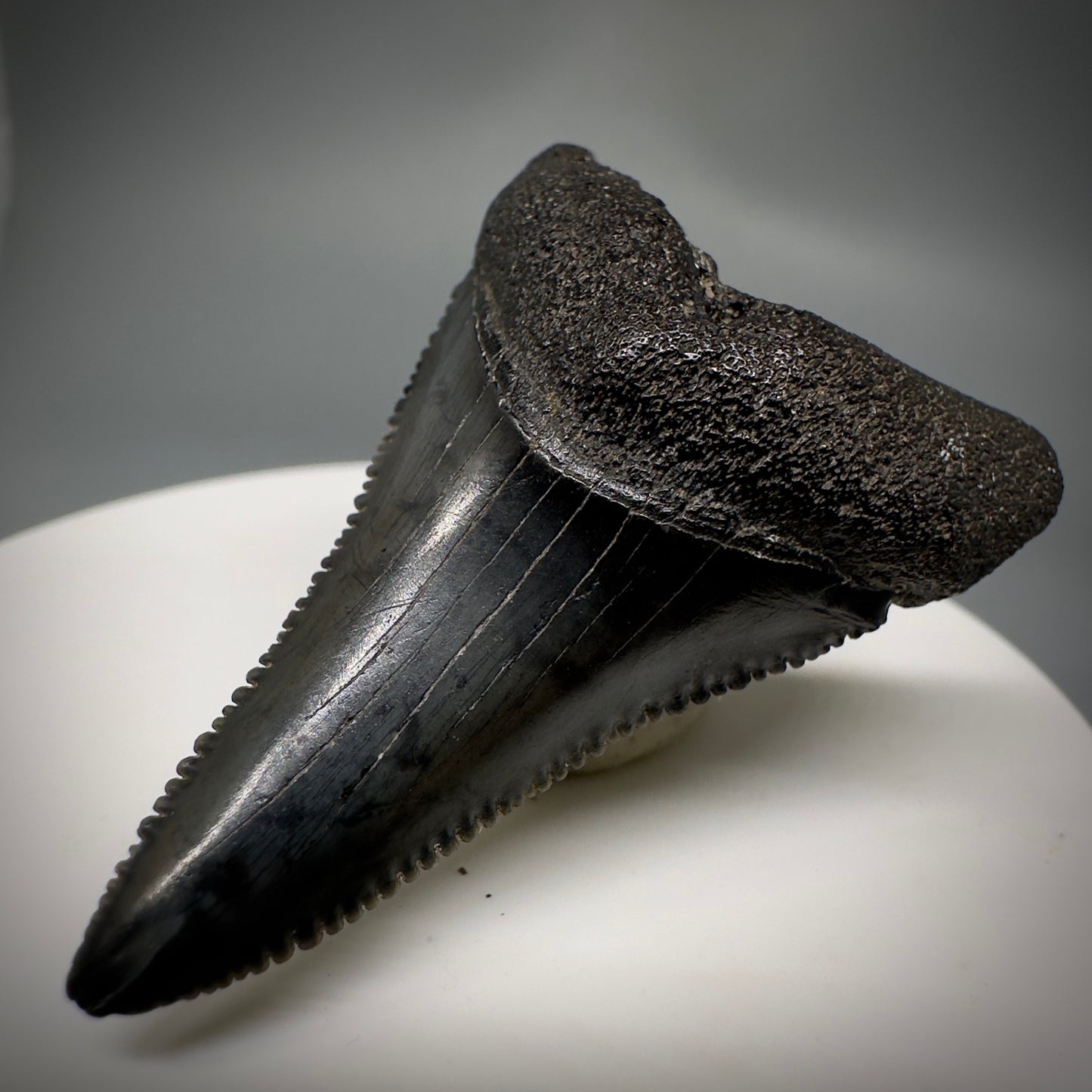 Black, serrated lower 1.86" Fossil Great White Tooth - South Carolina River GW1222 - Front Right