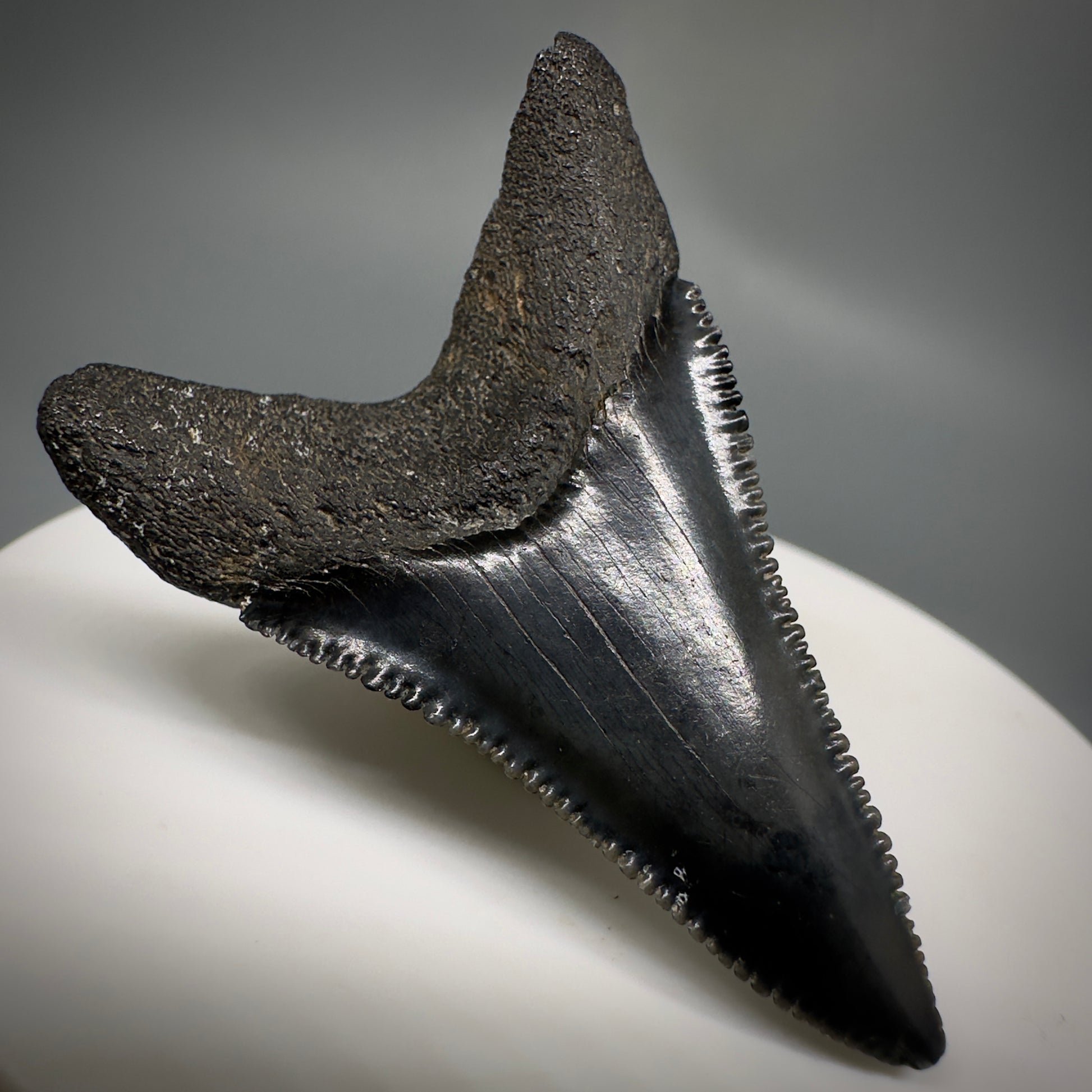 Black, serrated lower 1.86" Fossil Great White Tooth - South Carolina River GW1222 - Back Left