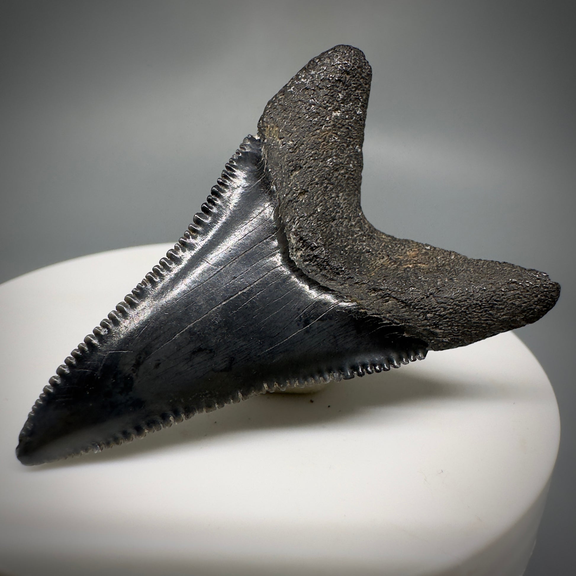 Black, serrated lower 1.86" Fossil Great White Tooth - South Carolina River GW1222 - Back Right