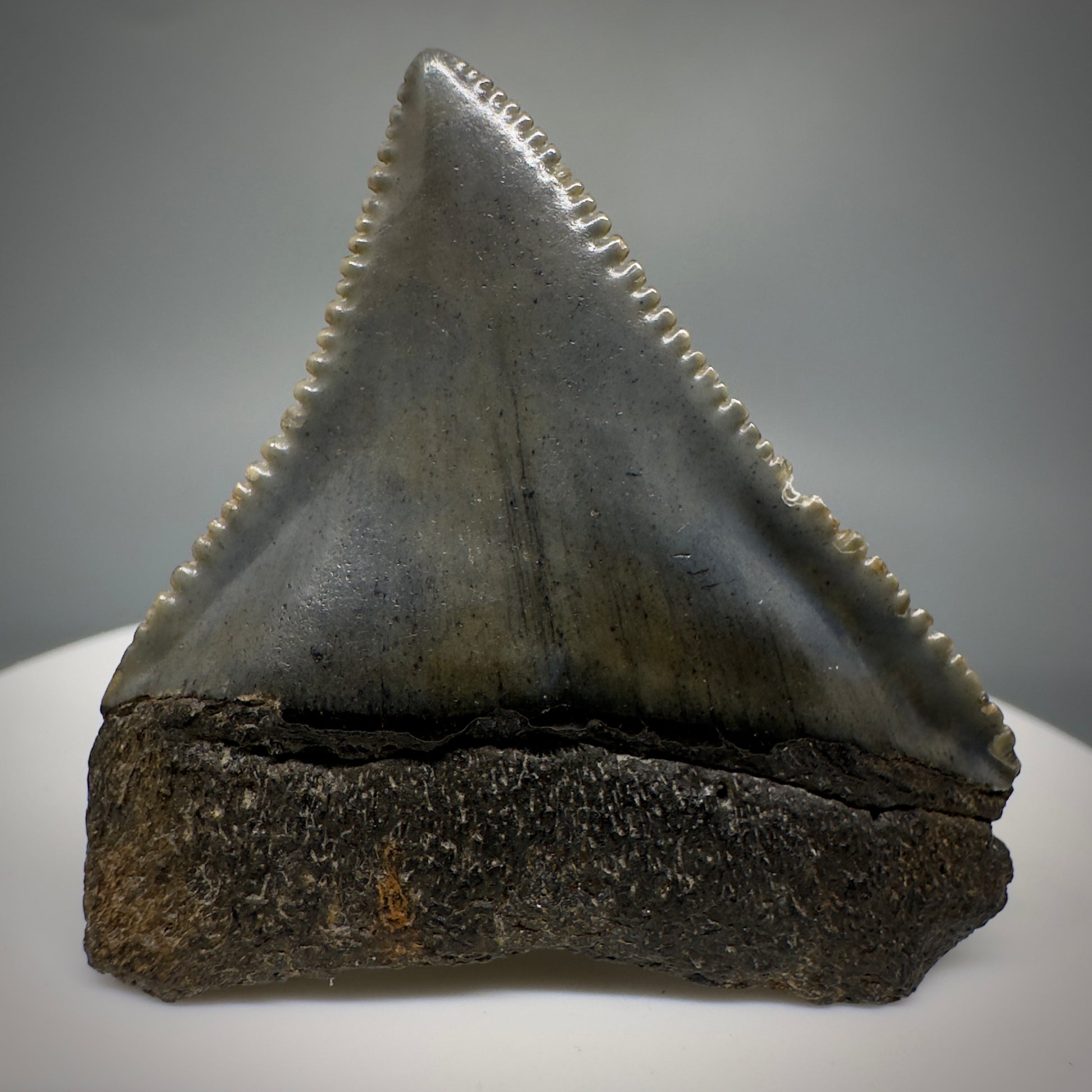 Gorgeous colors and prints 1.58" Fossil Great White Shark Tooth - South Carolina GW1221 - Back