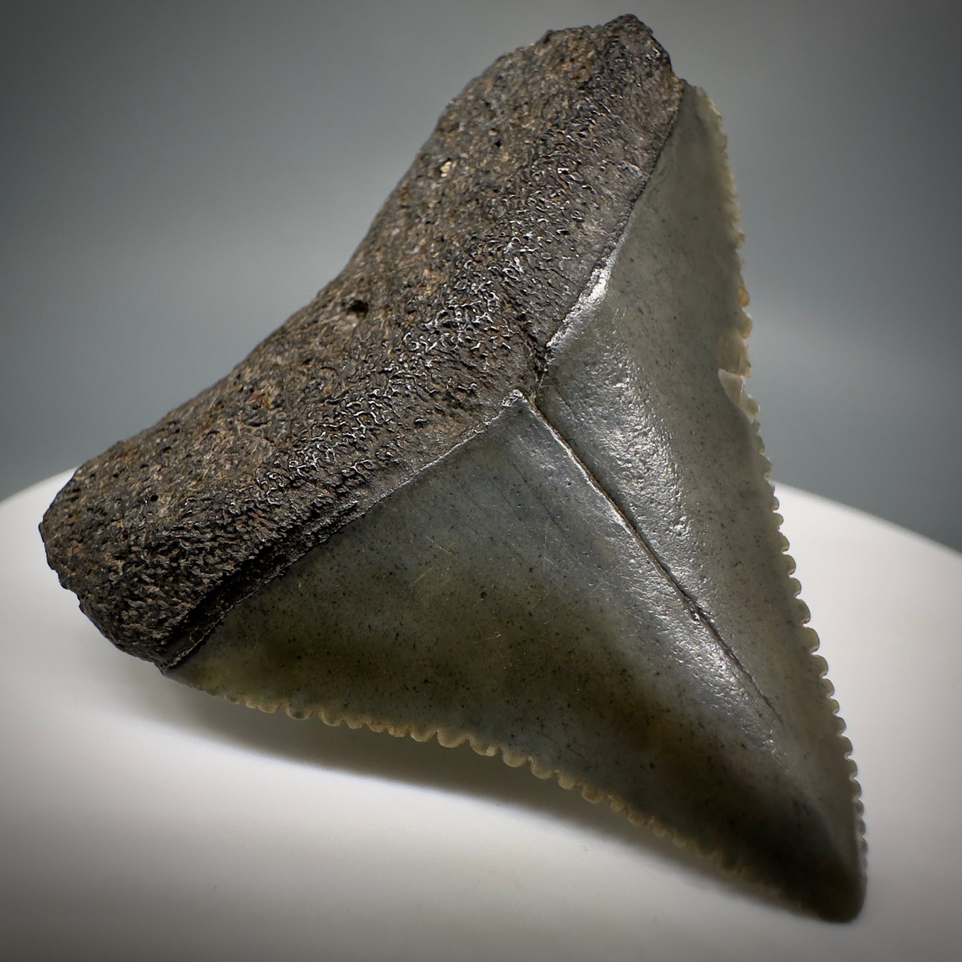 Gorgeous colors and prints 1.58" Fossil Great White Shark Tooth - South Carolina GW1221 - Front Left
