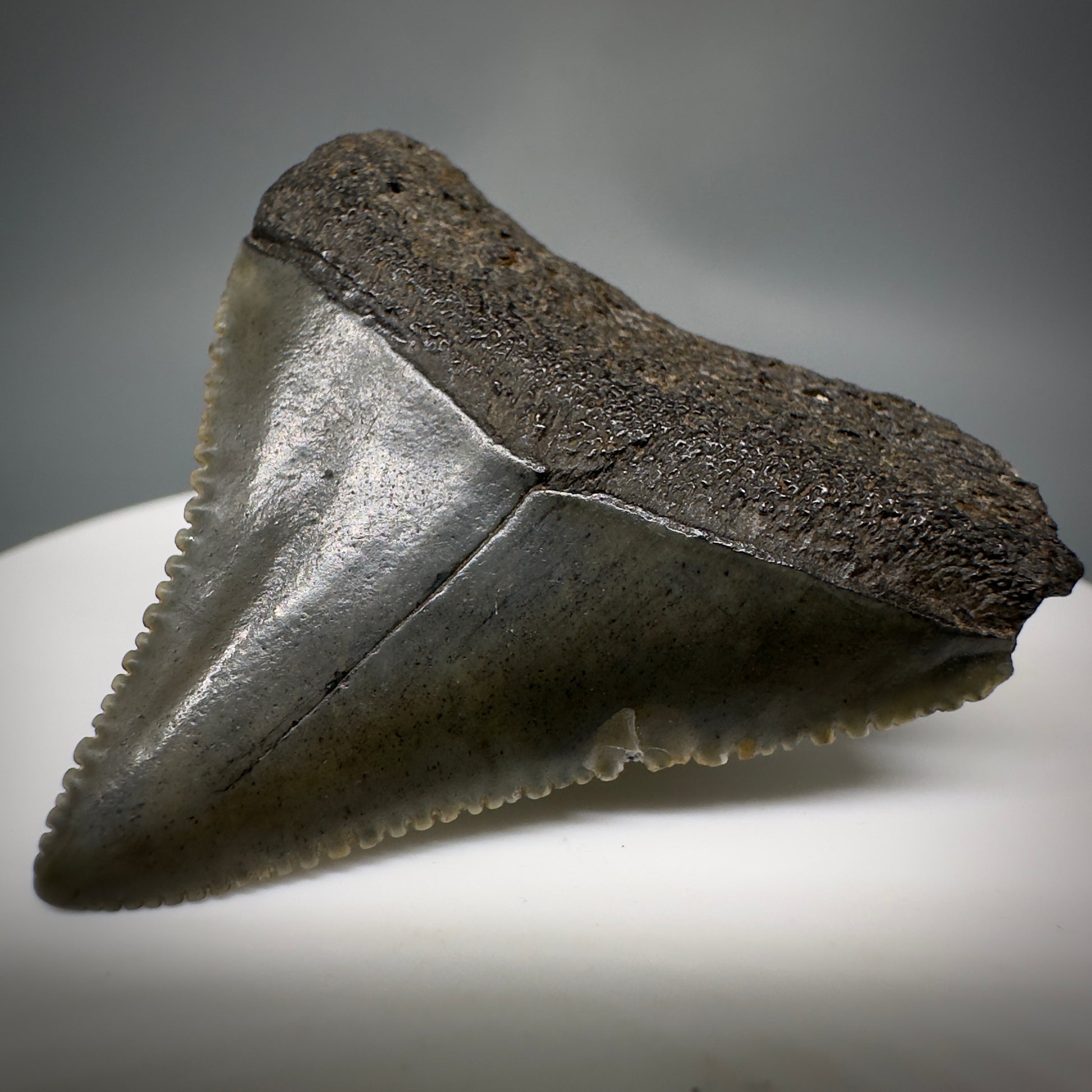 Gorgeous colors and prints 1.58" Fossil Great White Shark Tooth - South Carolina GW1221 - Front Right