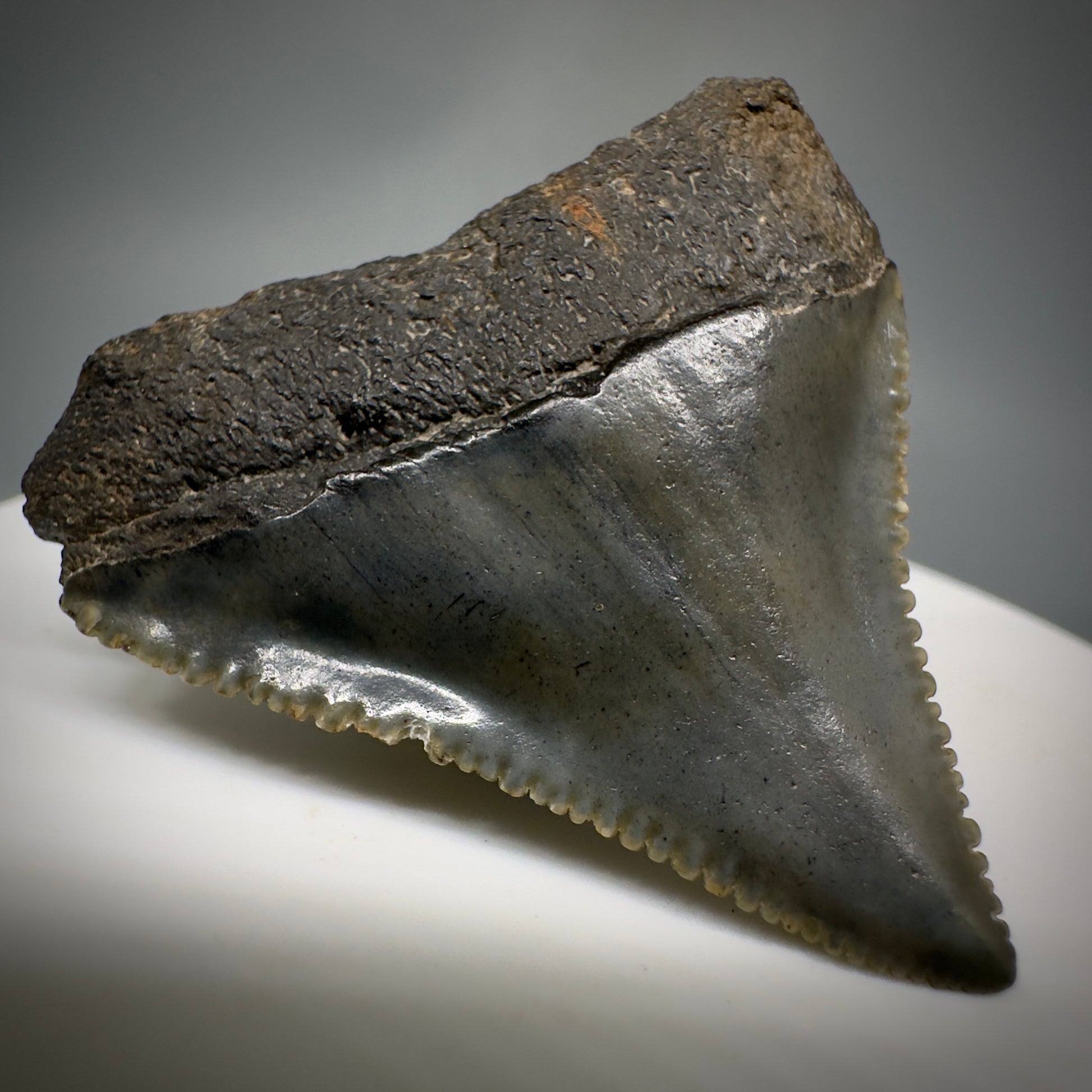 Gorgeous colors and prints 1.58" Fossil Great White Shark Tooth - South Carolina GW1221 - Back Left
