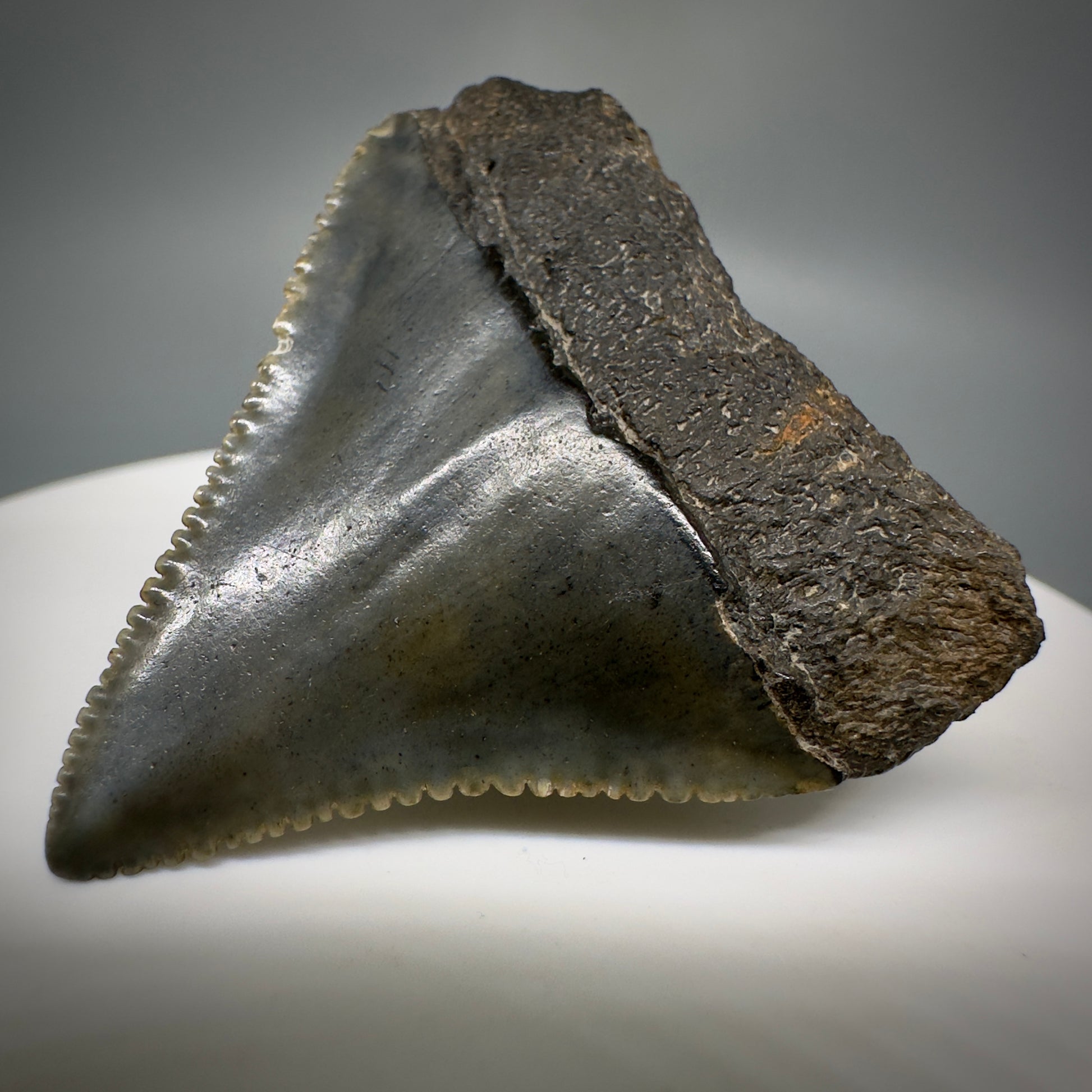 Gorgeous colors and prints 1.58" Fossil Great White Shark Tooth - South Carolina GW1221 - Back Right
