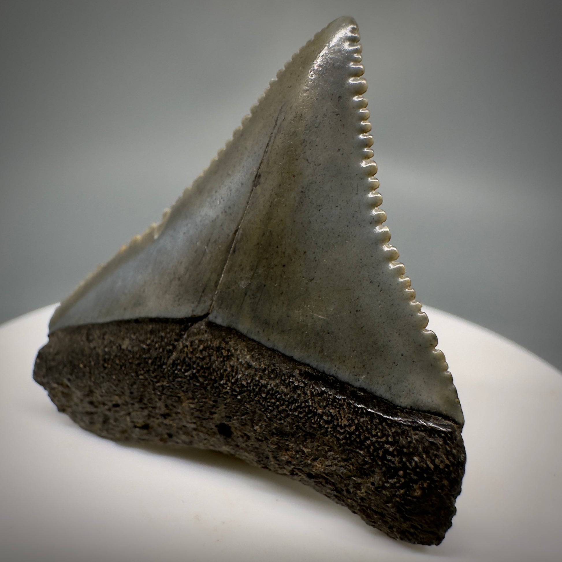Gorgeous colors and prints 1.58" Fossil Great White Shark Tooth - South Carolina GW1221 - Front Right 1