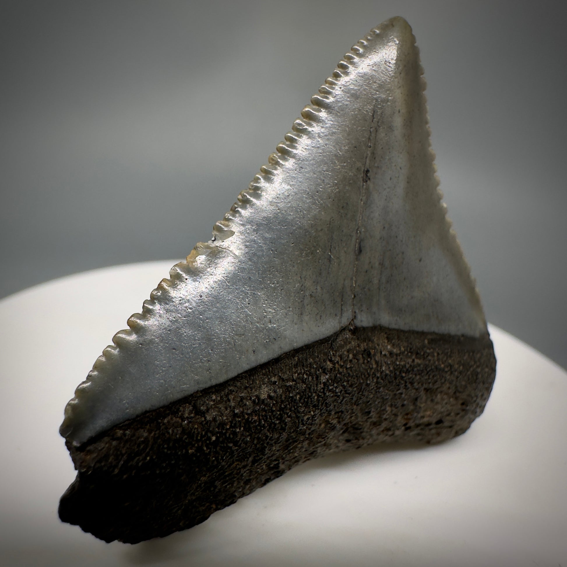 Gorgeous colors and prints 1.58" Fossil Great White Shark Tooth - South Carolina GW1221 - Front Left 1