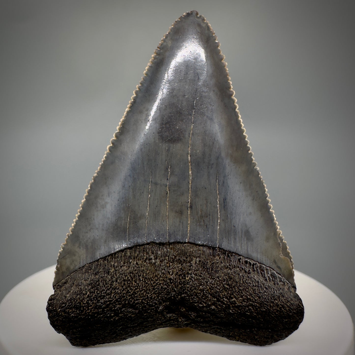 Outstanding, sharply serrated 2.19" Fossil Great White Shark Tooth - South Carolina GW1223 - Front 2