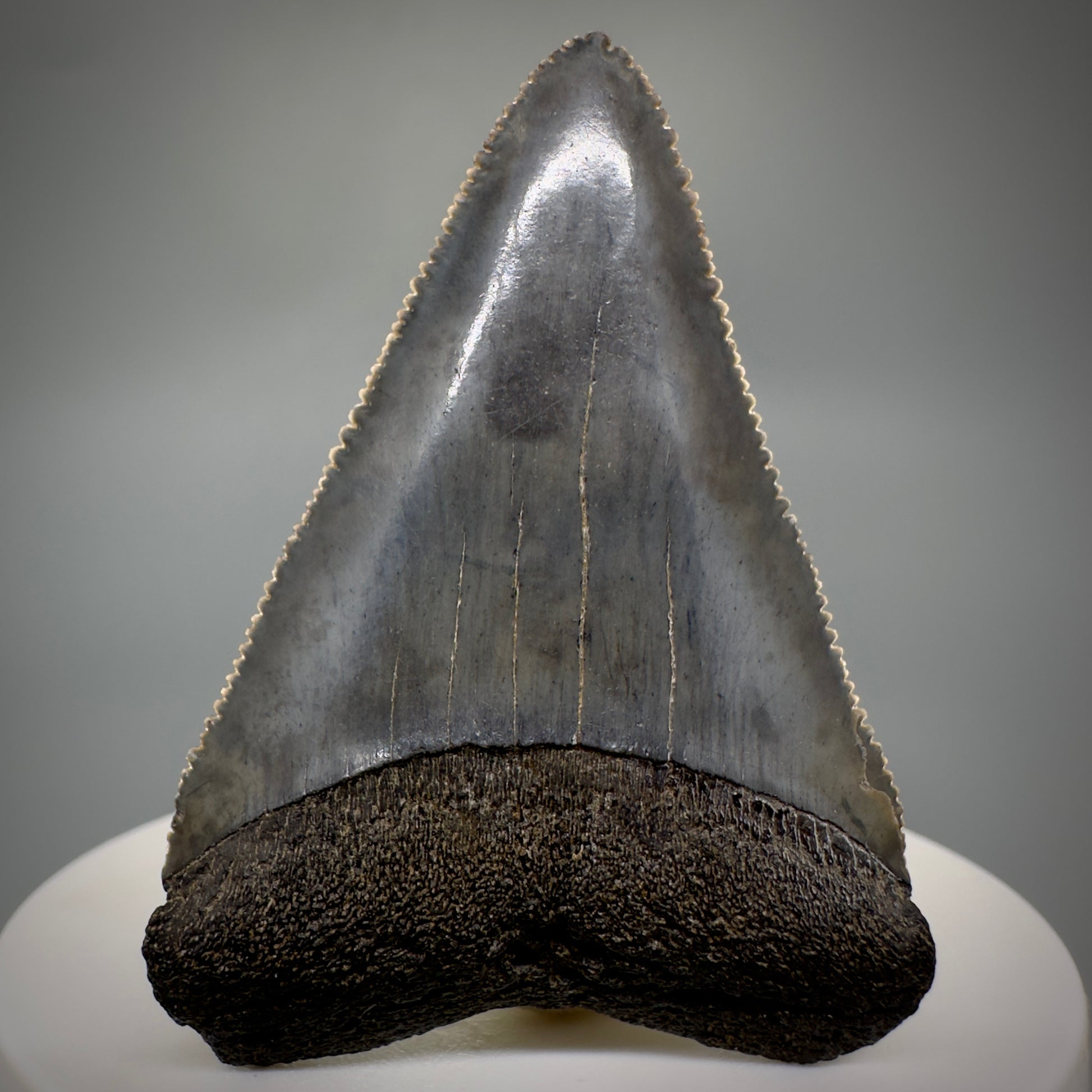 Outstanding, sharply serrated 2.19" Fossil Great White Shark Tooth - South Carolina GW1223 - Front 2