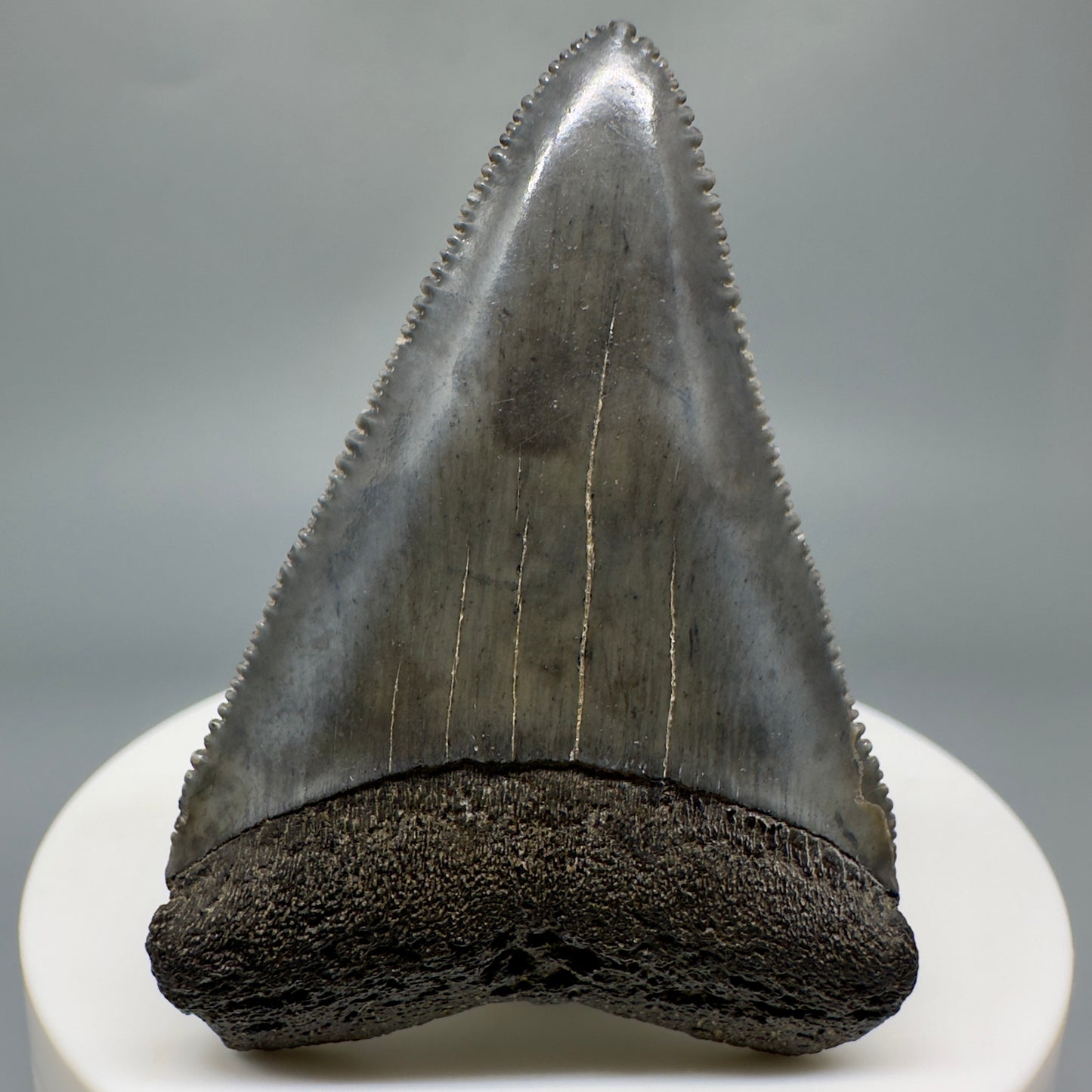 Outstanding, sharply serrated 2.19" Fossil Great White Shark Tooth - South Carolina GW1223 - Front 1