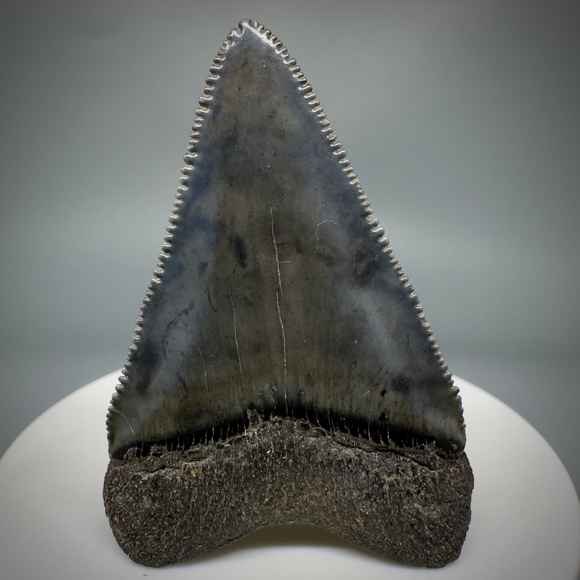Outstanding, sharply serrated 2.19" Fossil Great White Shark Tooth - South Carolina GW1223 - Back