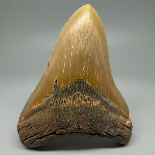 Front View Colorful 4.70" Authentic Megalodon Tooth – North Carolina Fossil | Carcharocles megalodon CM6058