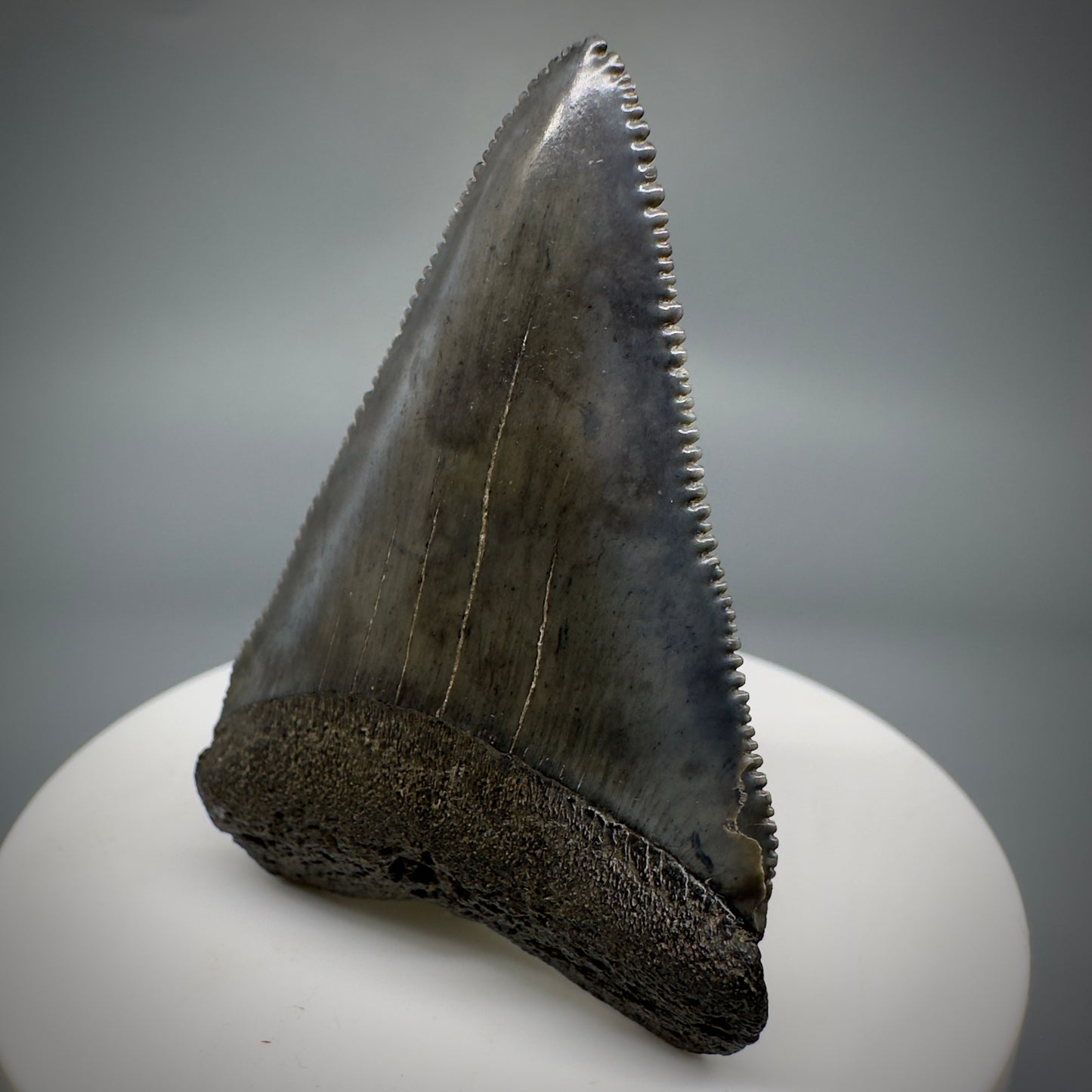 Outstanding, sharply serrated 2.19" Fossil Great White Shark Tooth - South Carolina GW1223 - Front Right
