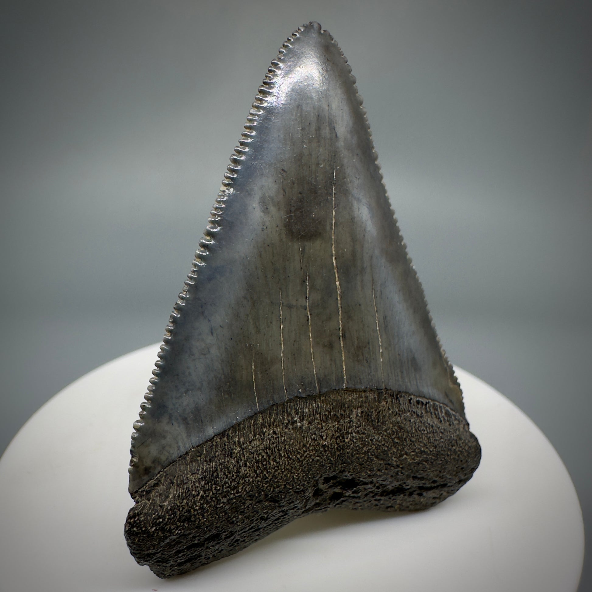 Outstanding, sharply serrated 2.19" Fossil Great White Shark Tooth - South Carolina GW1223 - Front Left
