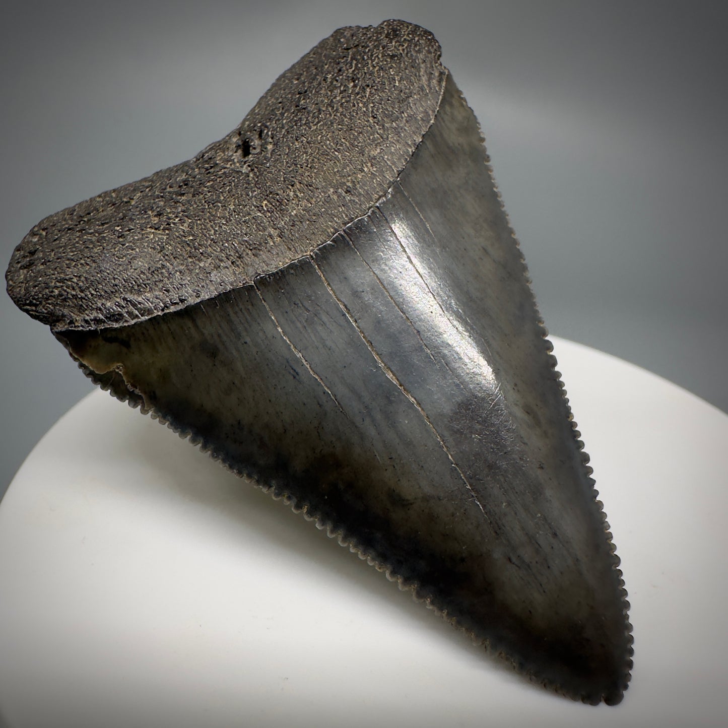 Outstanding, sharply serrated 2.19" Fossil Great White Shark Tooth - South Carolina GW1223 - Front Left 1