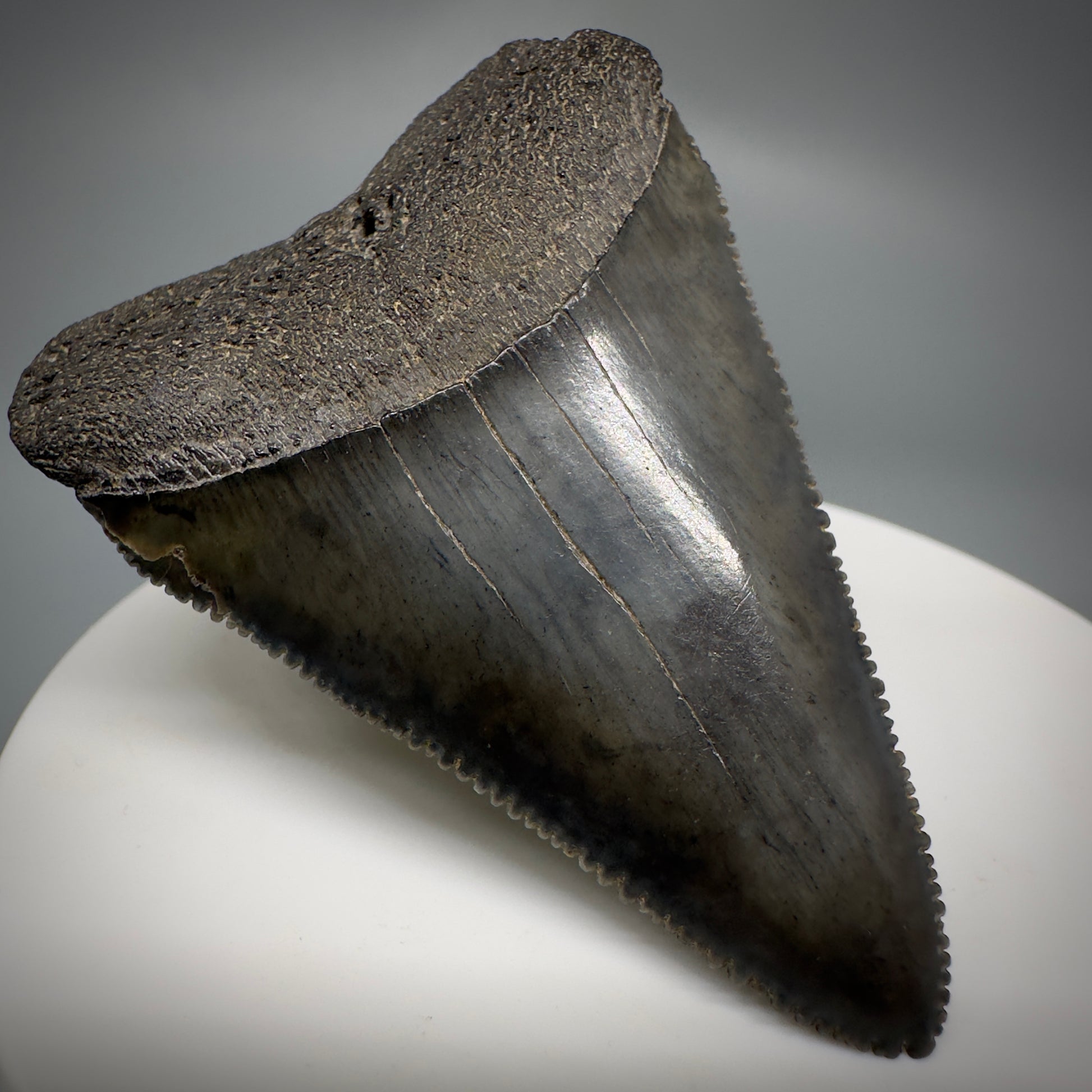 Outstanding, sharply serrated 2.19" Fossil Great White Shark Tooth - South Carolina GW1223 - Front Left 1