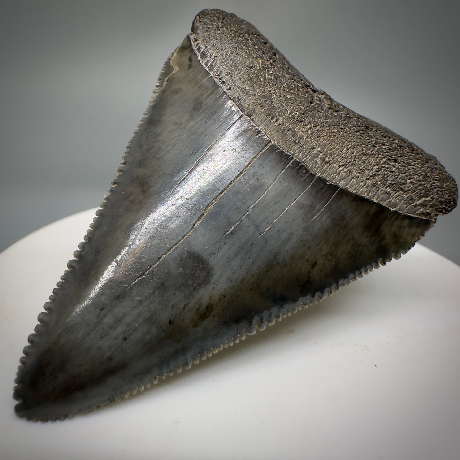 Outstanding, sharply serrated 2.19" Fossil Great White Shark Tooth - South Carolina GW1223 - Front Right 1