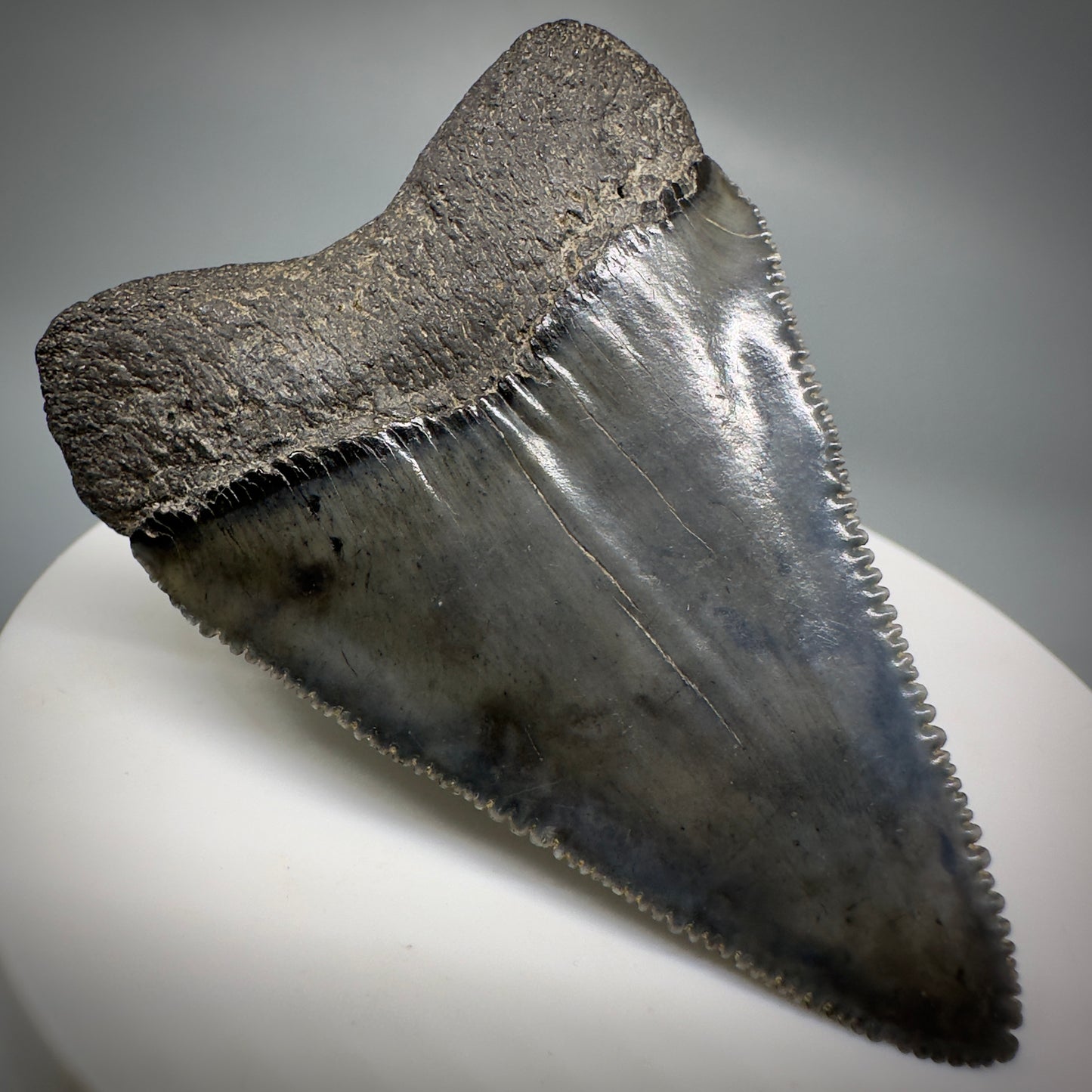 Outstanding, sharply serrated 2.19" Fossil Great White Shark Tooth - South Carolina GW1223 - Back Left