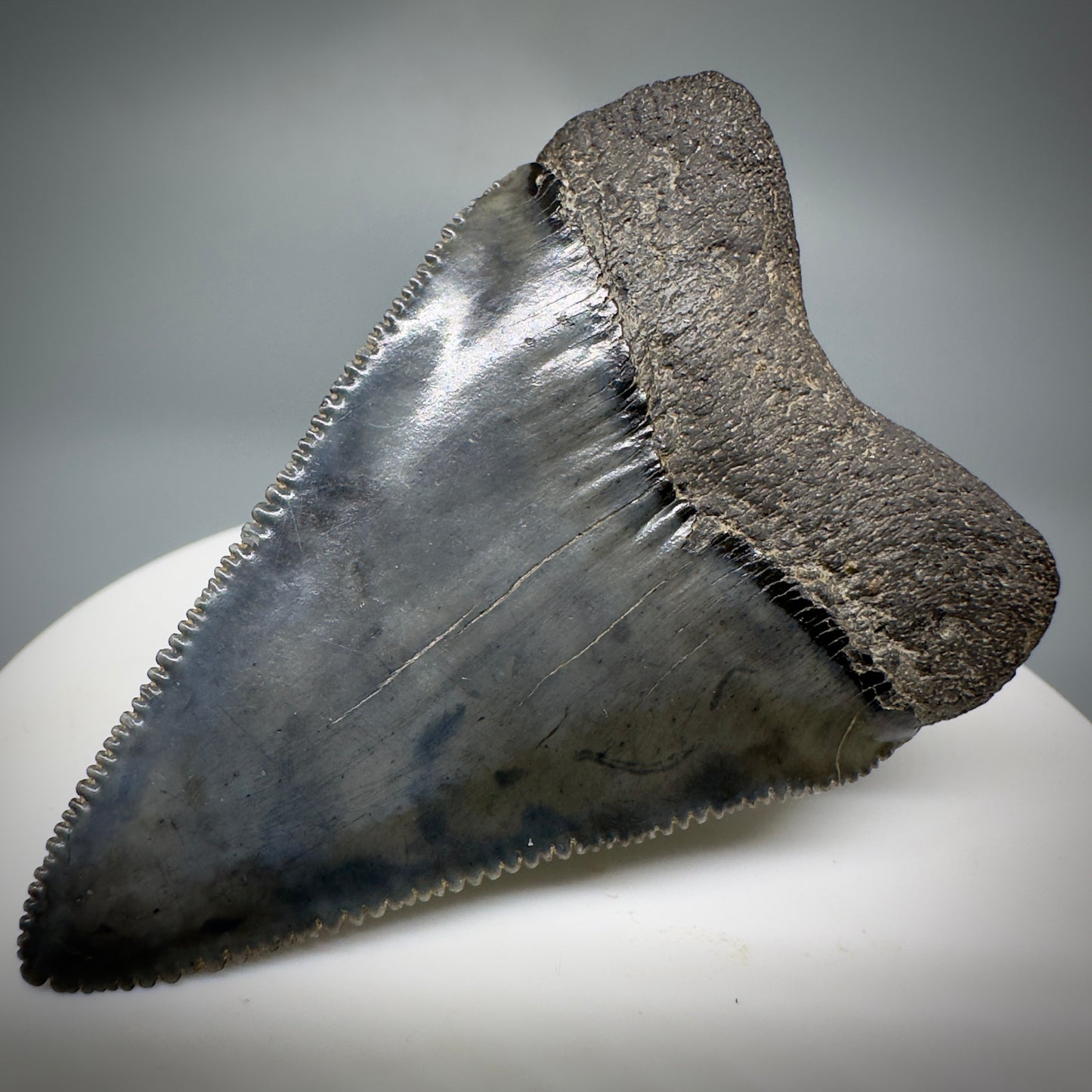 Outstanding, sharply serrated 2.19" Fossil Great White Shark Tooth - South Carolina GW1223 - Back Right