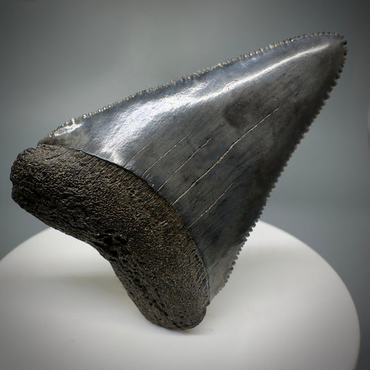 Outstanding, sharply serrated 2.19" Fossil Great White Shark Tooth - South Carolina GW1223 - Front
