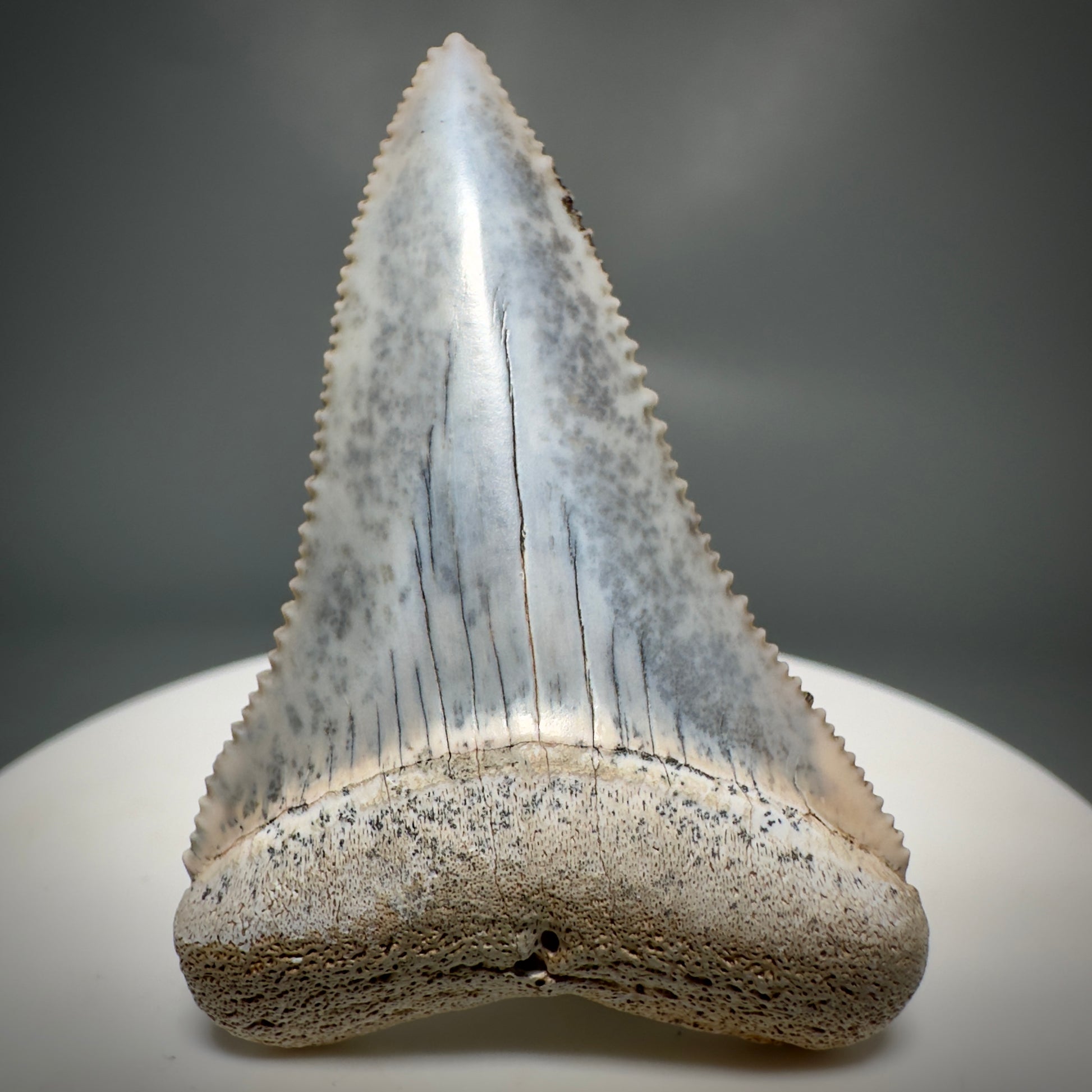 Colorful, high quality 1.87" Colorful Fossil Great White Shark Tooth from Sacaco, Peru GW1219 - Front 1