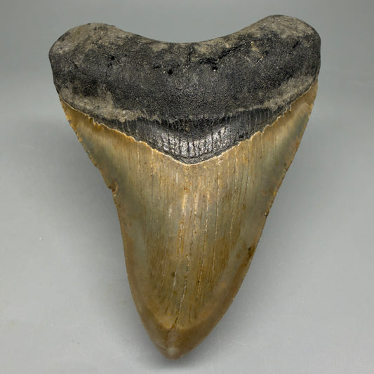 Front View Heart-shaped 4.31" Authentic Megalodon Tooth – North Carolina Fossil | Carcharocles megalodon CM6055