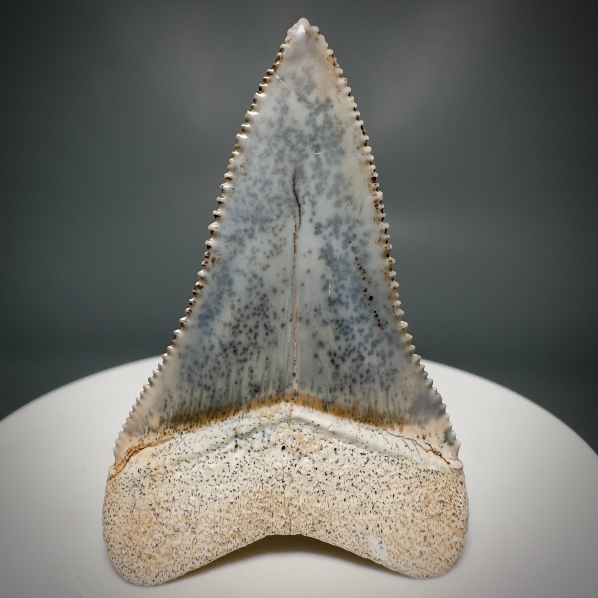 Colorful, high quality 1.87" Colorful Fossil Great White Shark Tooth from Sacaco, Peru GW1219 - Back