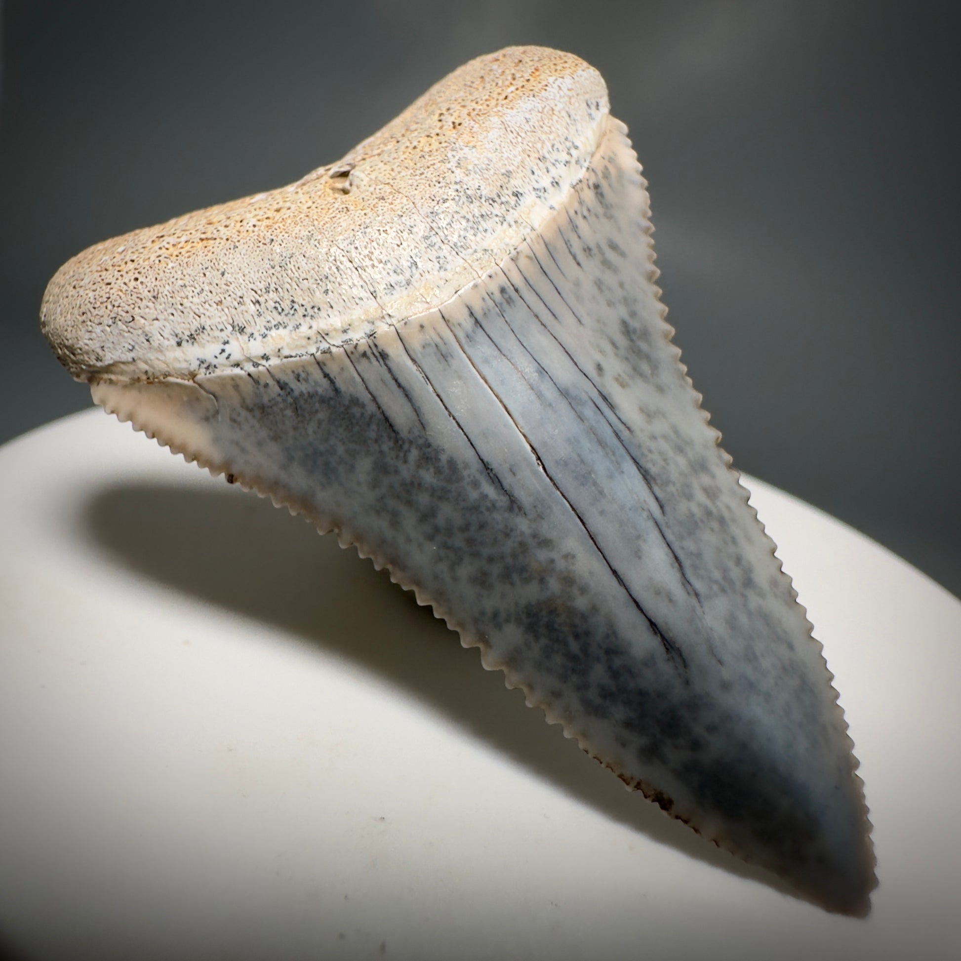 Colorful, high quality 1.87" Colorful Fossil Great White Shark Tooth from Sacaco, Peru GW1219 - Front Left