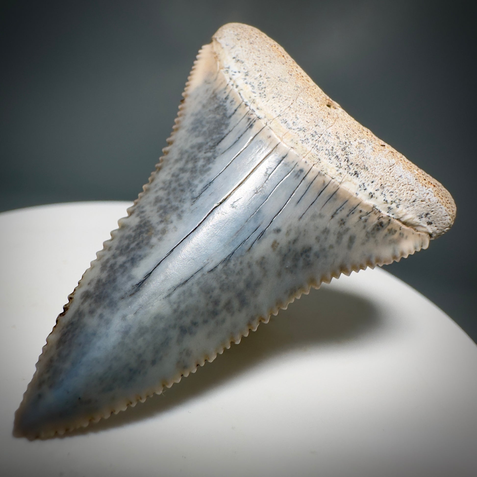 Colorful, high quality 1.87" Colorful Fossil Great White Shark Tooth from Sacaco, Peru GW1219 - Front Right