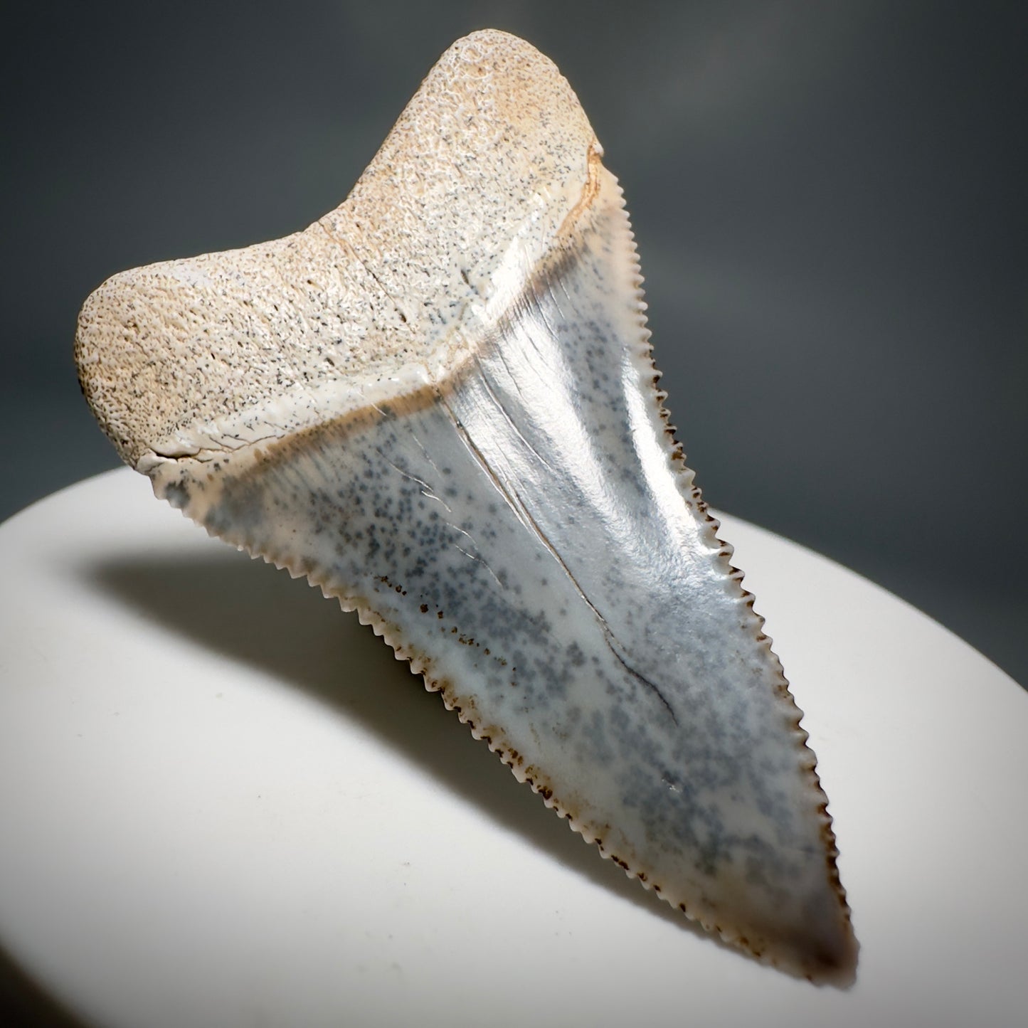 Colorful, high quality 1.87" Colorful Fossil Great White Shark Tooth from Sacaco, Peru GW1219 - Back Left