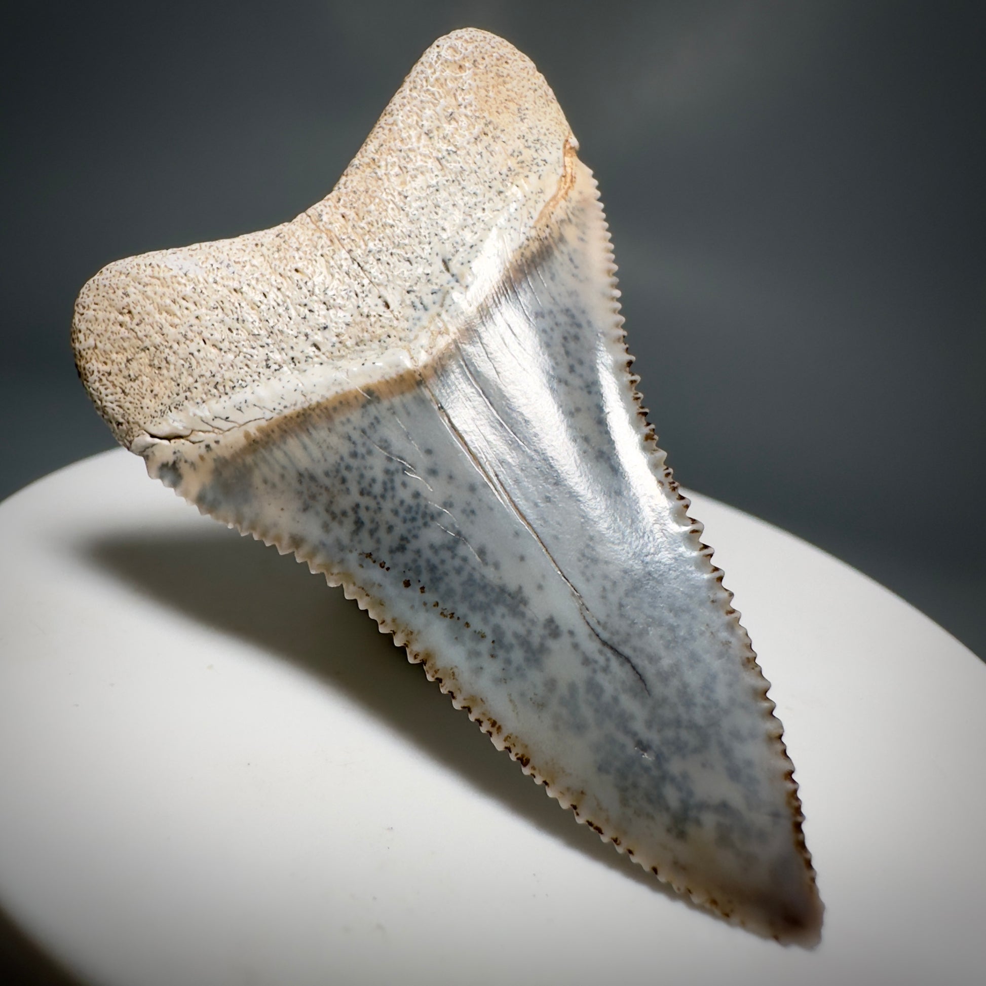 Colorful, high quality 1.87" Colorful Fossil Great White Shark Tooth from Sacaco, Peru GW1219 - Back Left