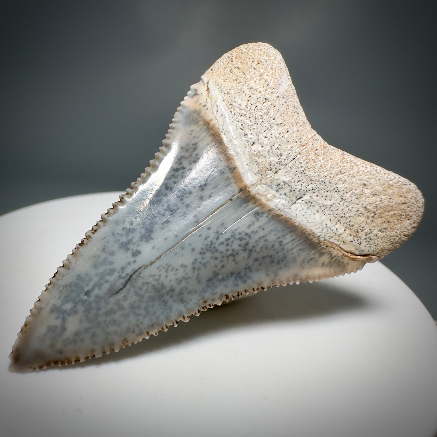 Colorful, high quality 1.87" Colorful Fossil Great White Shark Tooth from Sacaco, Peru GW1219 - Back Right