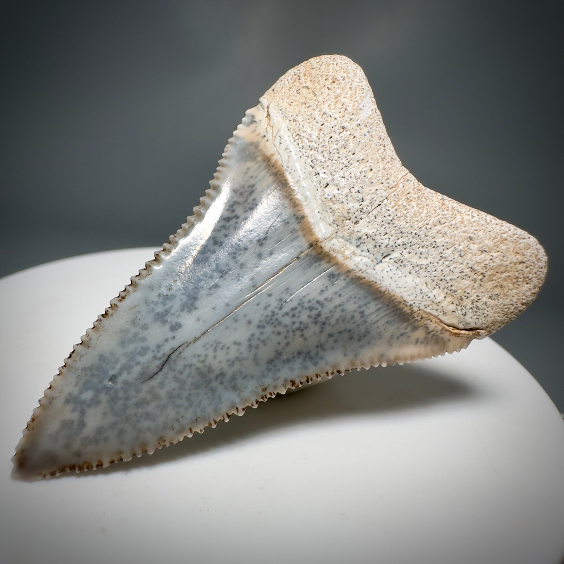 Colorful, high quality 1.87" Colorful Fossil Great White Shark Tooth from Sacaco, Peru GW1219 - Back Right