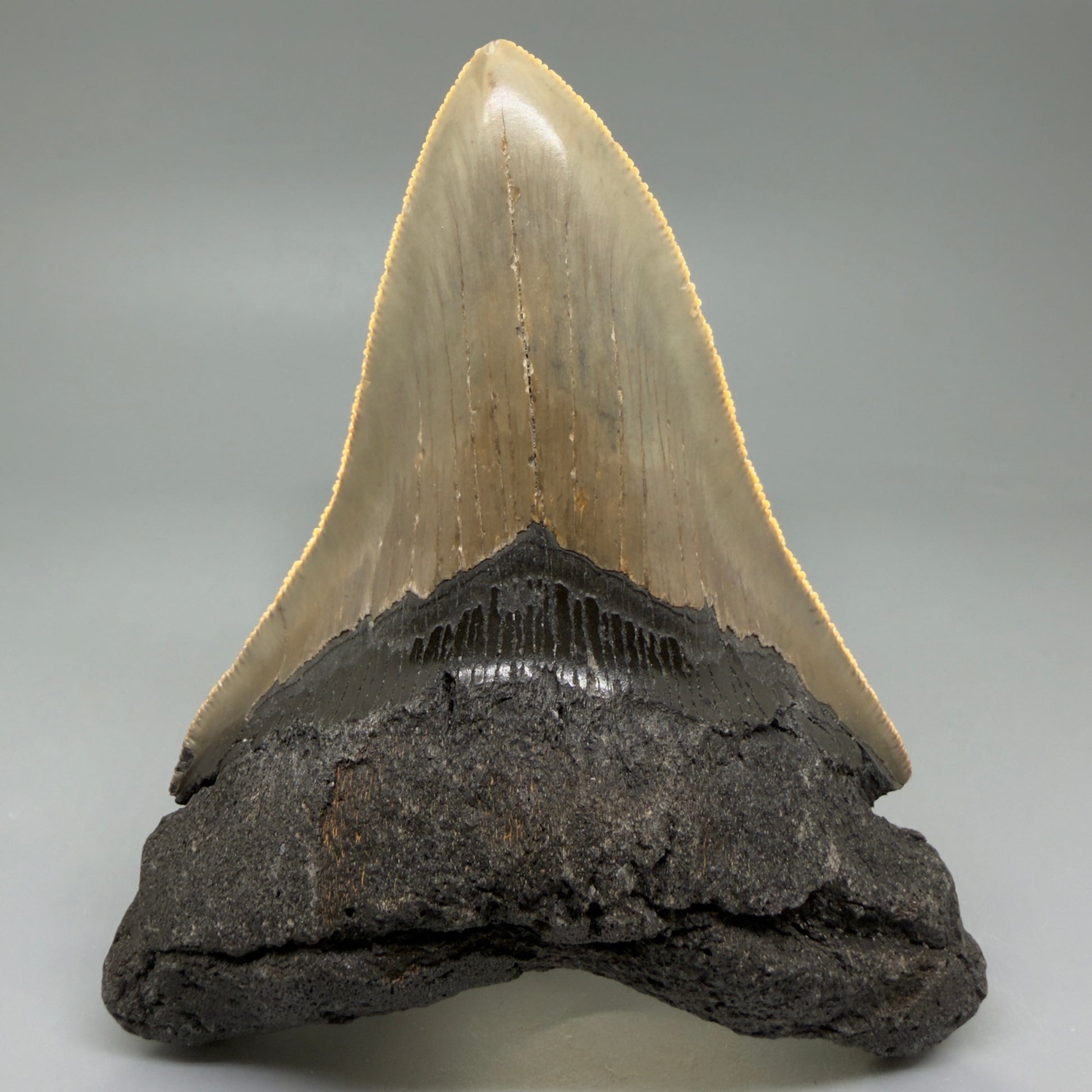 Front View Colorful 4.96" Authentic Megalodon Tooth – North Carolina Fossil | Carcharocles megalodon CM6060 - 2