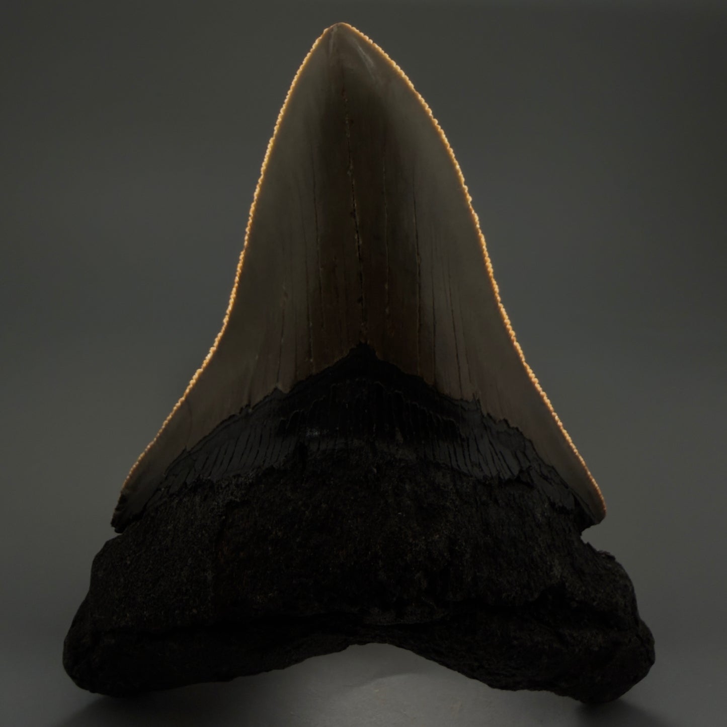 Front View Colorful 4.96" Authentic Megalodon Tooth – North Carolina Fossil | Carcharocles megalodon CM6060 - 1
