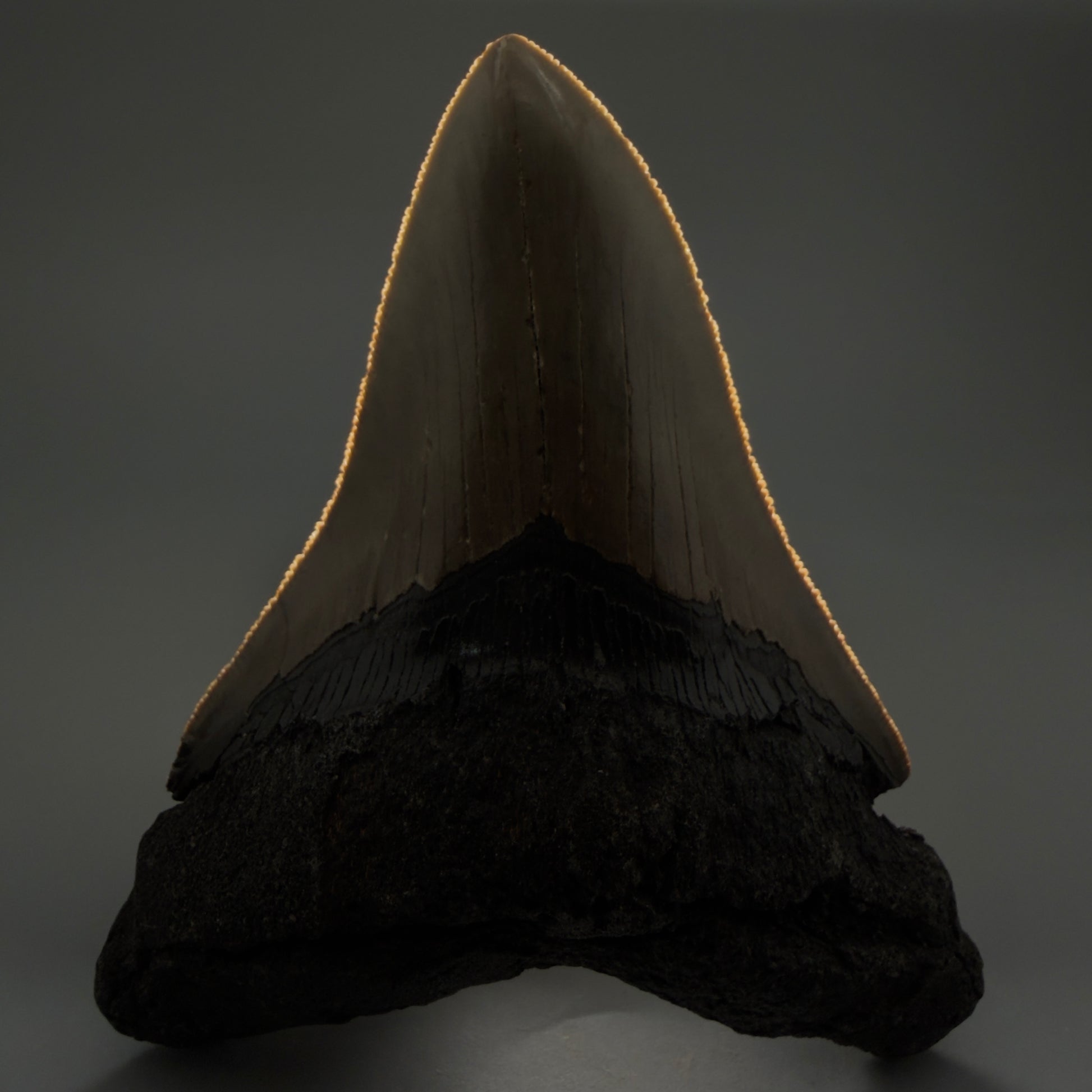 Front View Colorful 4.96" Authentic Megalodon Tooth – North Carolina Fossil | Carcharocles megalodon CM6060 - 1