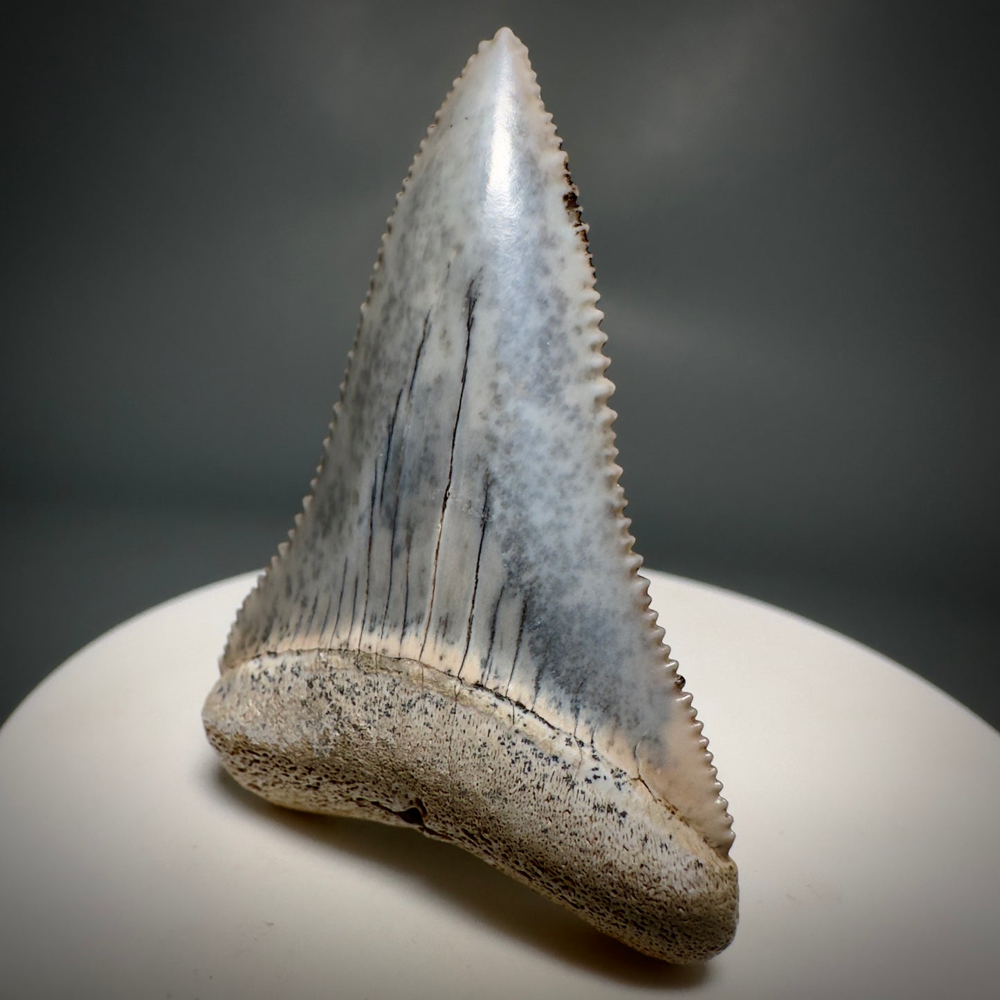 Colorful, high quality 1.87" Colorful Fossil Great White Shark Tooth from Sacaco, Peru GW1219 - Front Right 