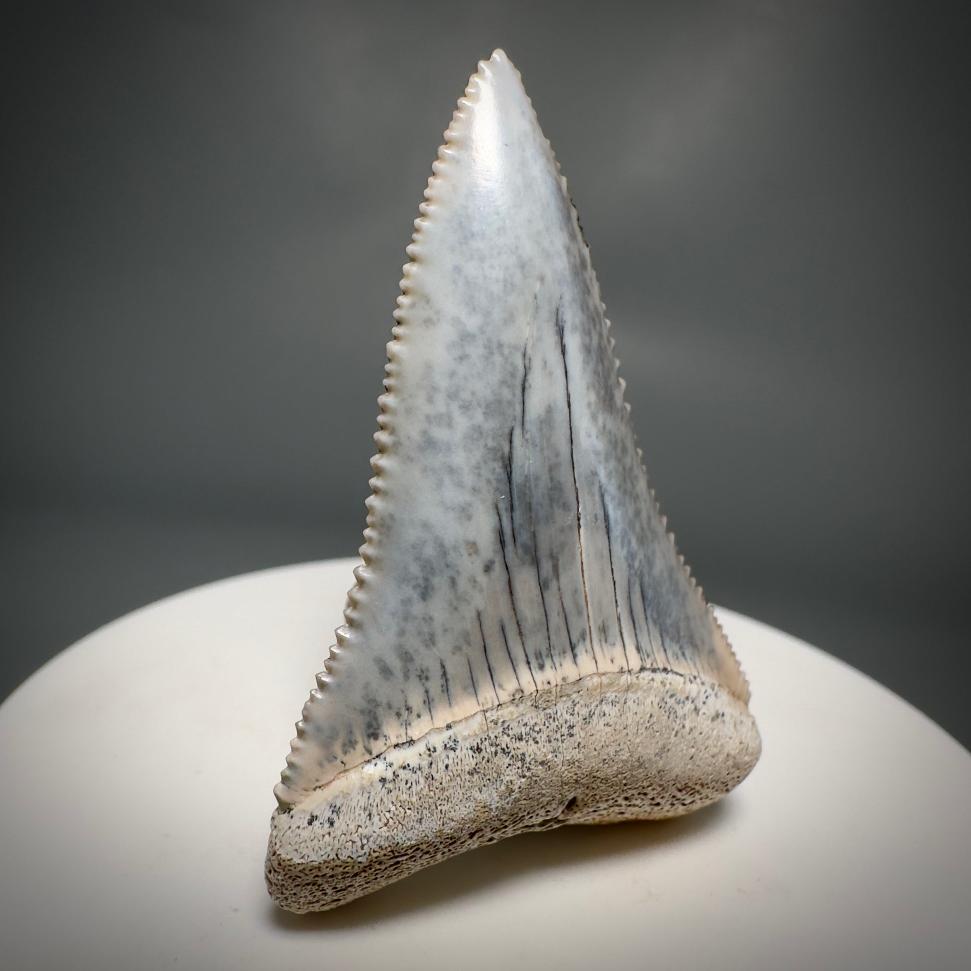 Colorful, high quality 1.87" Colorful Fossil Great White Shark Tooth from Sacaco, Peru GW1219 - Front Left