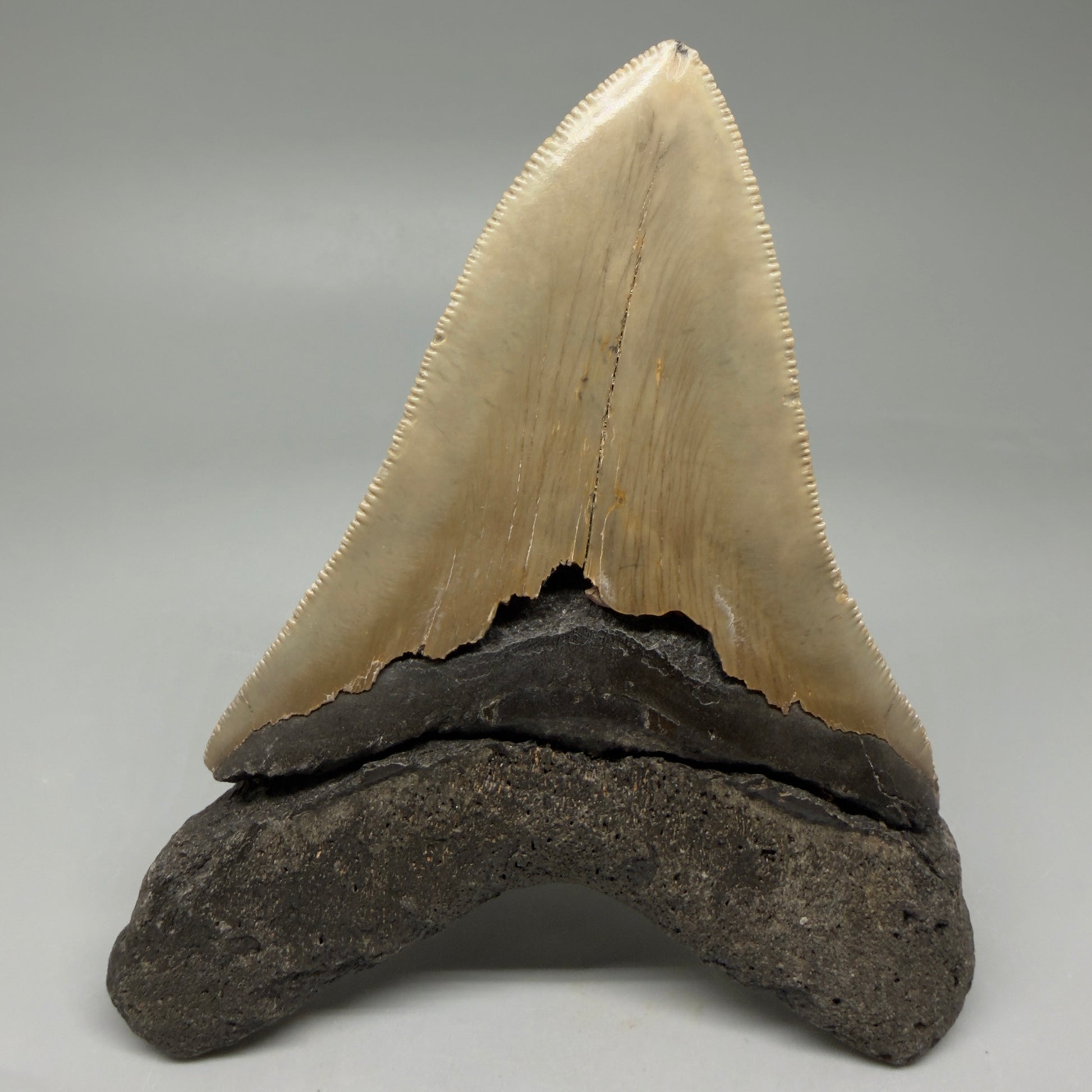 Back View Colorful 4.96" Authentic Megalodon Tooth – North Carolina Fossil | Carcharocles megalodon CM6060