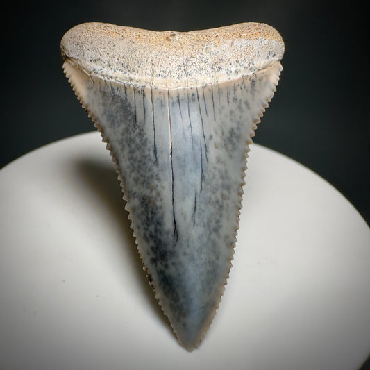 Colorful, high quality 1.87" Colorful Fossil Great White Shark Tooth from Sacaco, Peru GW1219 - Front 