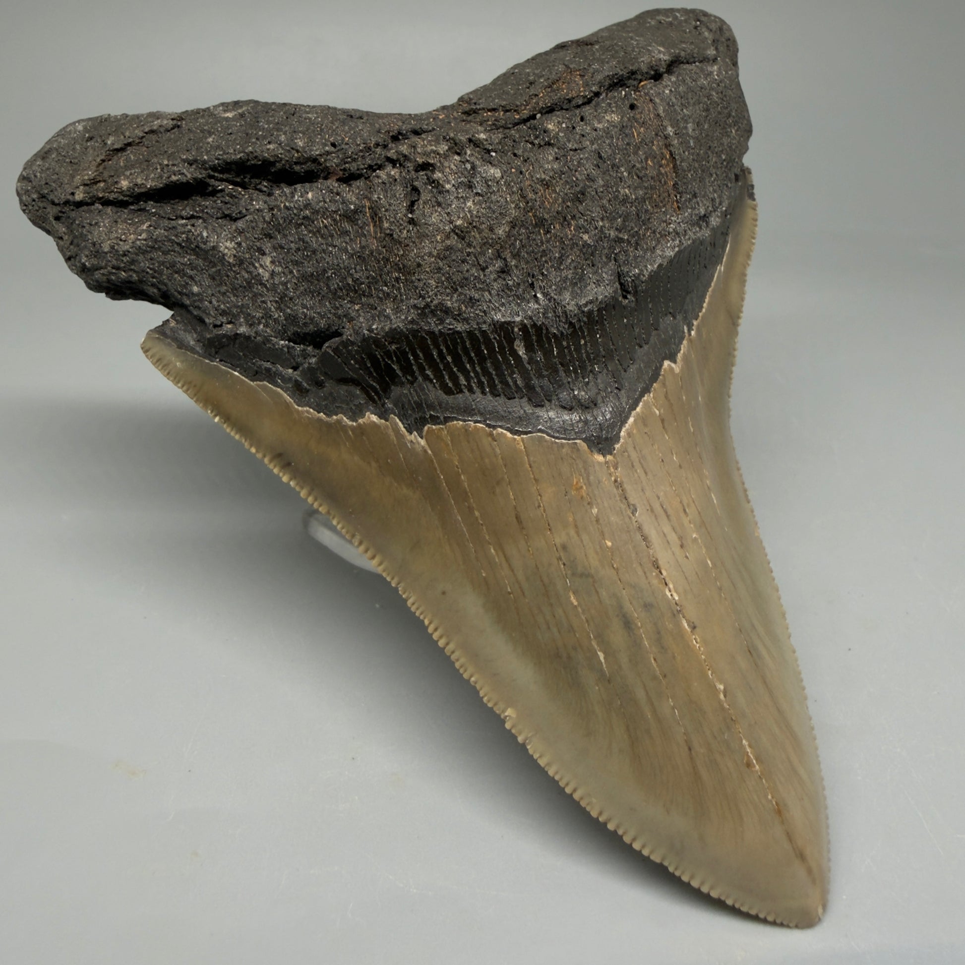 Front Left View Colorful 4.96" Authentic Megalodon Tooth – North Carolina Fossil | Carcharocles megalodon CM6060