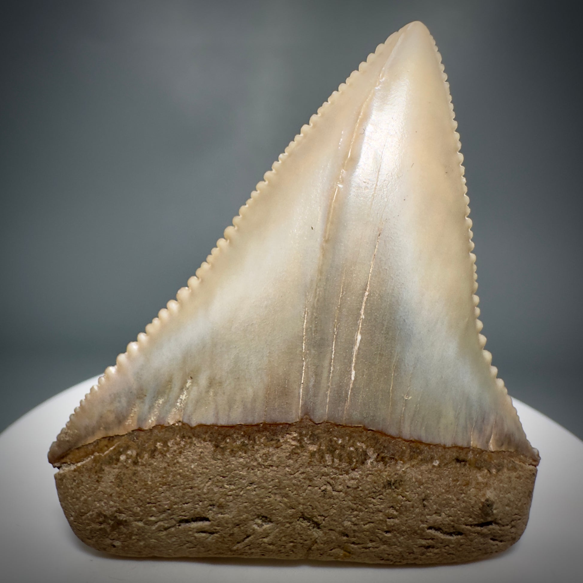 Outstanding, deformed, colorful 2.10" Fossil Great White Tooth from Sacaco, Peru GW1220 - Front
